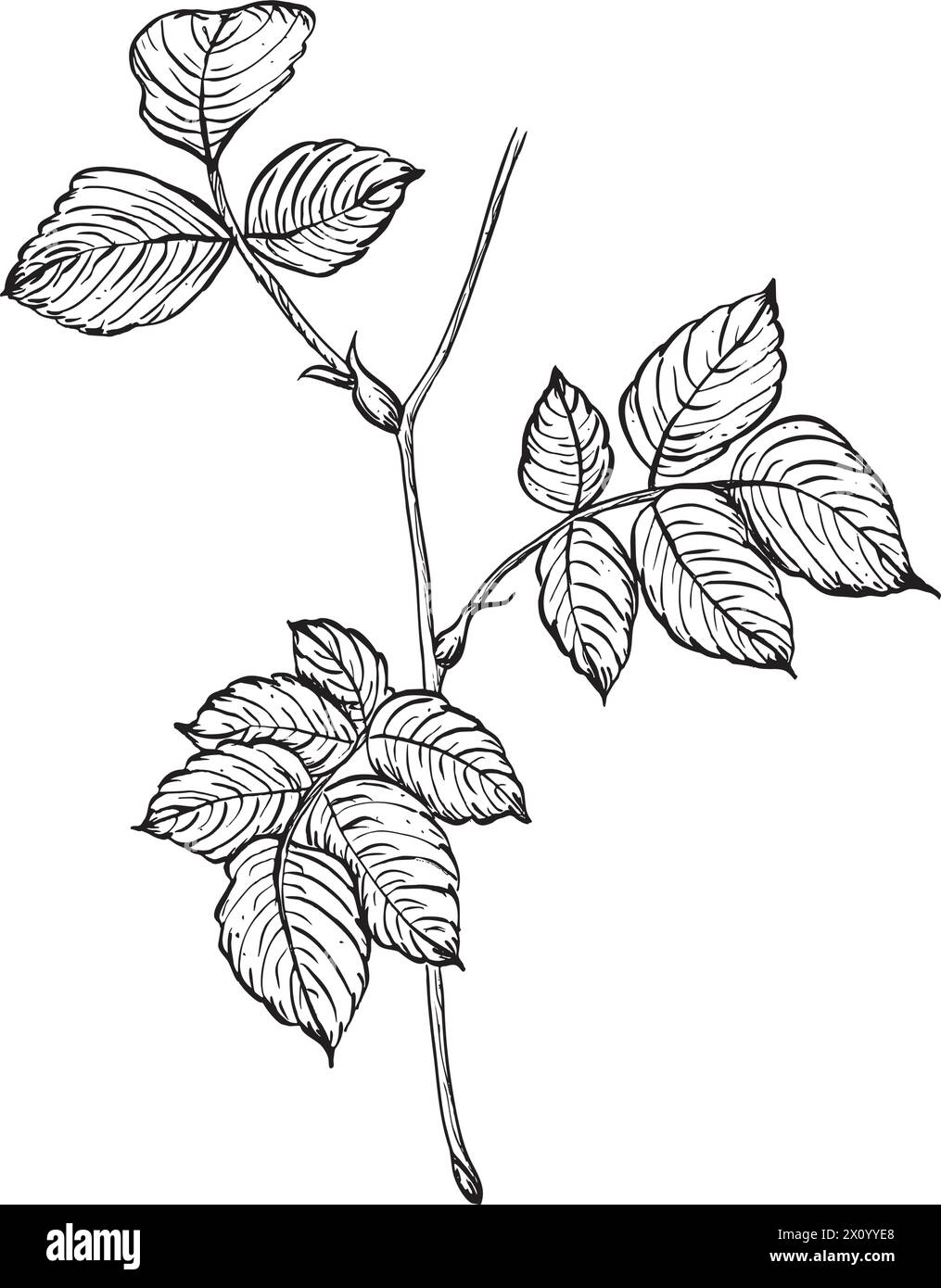 Zweig einer wilden Rose mit Blättern. Vektor Hand gezeichnete florale Illustration von Rose Hüftblatt im Umrissstil. Skizzieren Sie in Schwarzweiß auf isolierten Stock Vektor