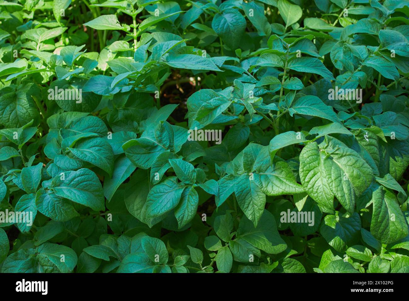 Junge Kartoffelpflanzen wachsen in einem 100 Liter großen Topf mit dunkelgrünen Blättern und einer Spinne, die sich unter ihnen versteckt!! Stockfoto