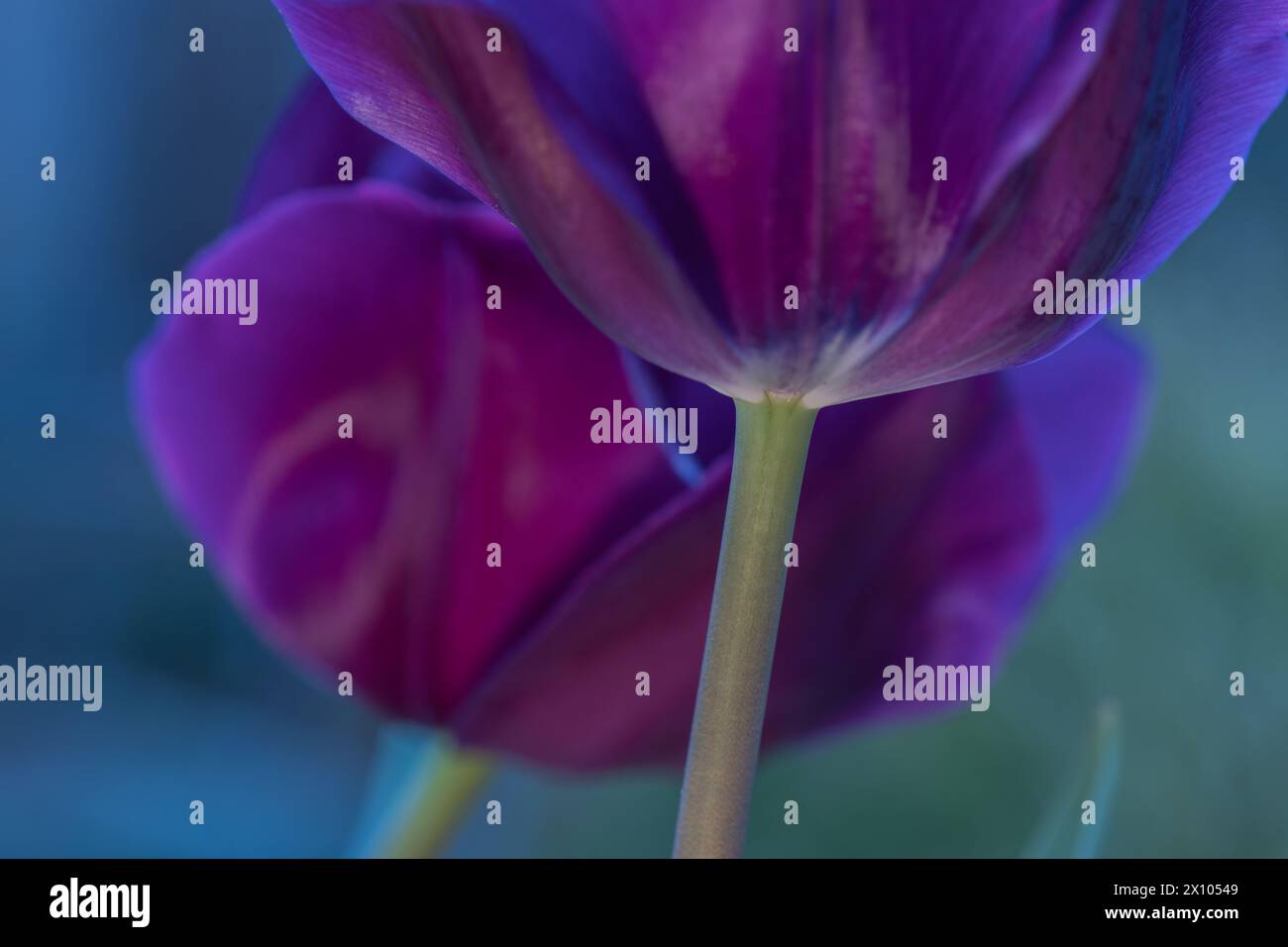Nahaufnahme von zwei violetten Tulpen an einem Frühlingsmorgen. Stockfoto