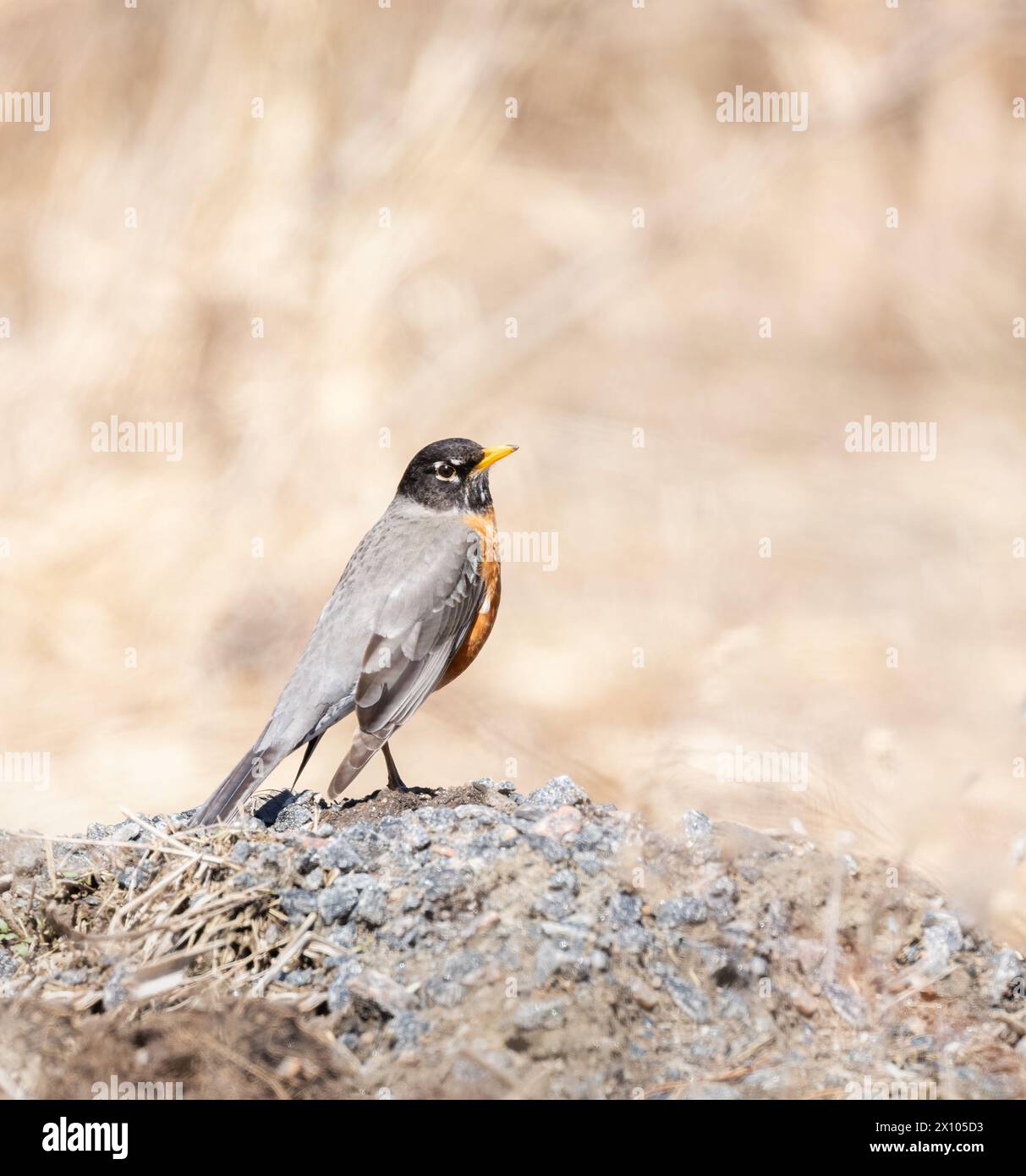 Amerikanischer Rotkehlchen auf dem Boden mit braunem Frühlingsgras Hintergrund Stockfoto