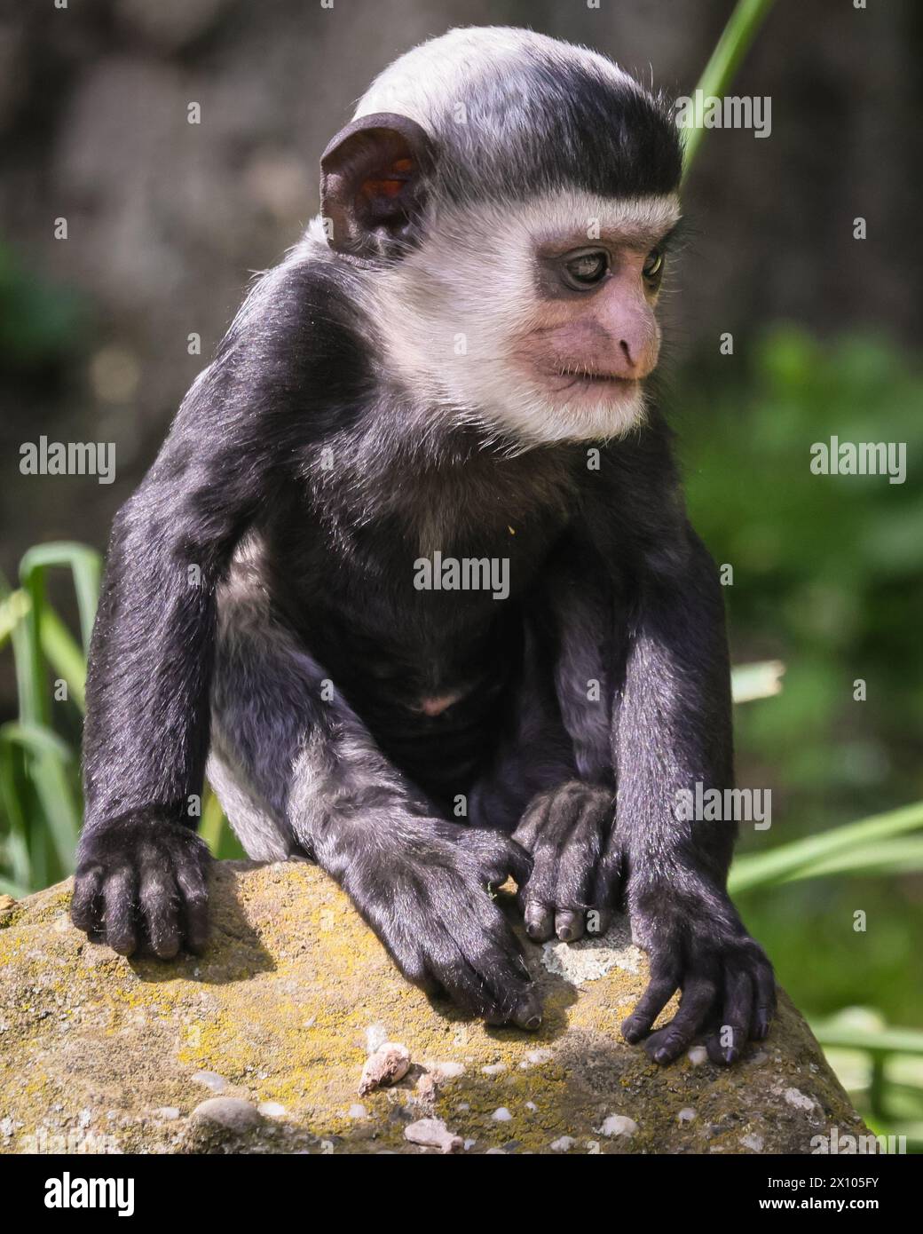 Münster, Deutschland. April 2024. Der freche 2 Monate alte hält die Weibchen beschäftigt. Die Gruppe der Mantelguereza (Colobus guereza) im Allwetterzoo Münster genießt das unangenehm warme und sonnige Wetter von heute in ihrem großen, frei bewegenden Außenbereich. Sie leben oft in sozialen Gruppen oder familiären Gruppen, in denen die Weibchen ihre Babysitter-Aufgaben teilen können. Das erste Baby, das im Februar geboren wurde, hat bereits begonnen, die Farbe zu wechseln, während das kleine zweite Baby eine Überraschung war, die vor etwas mehr als einer Woche ankam und noch immer sein unverwechselbares Allround-Fell hat, das sich nach den ersten 2-3 Monaten verändert. Stockfoto