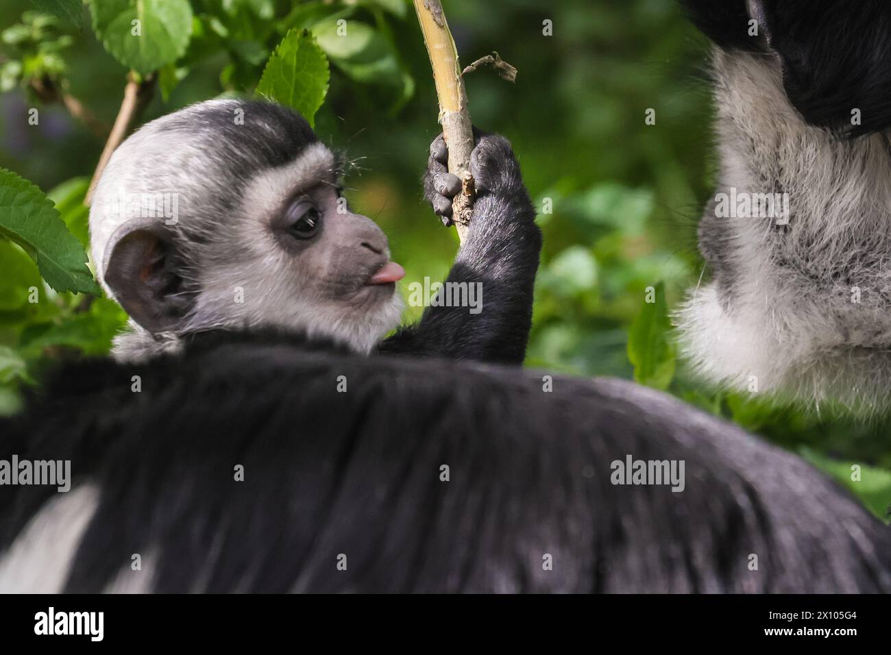 Münster, Deutschland. April 2024. Der freche 2 Monate alte hält die Weibchen beschäftigt. Die Gruppe der Mantelguereza (Colobus guereza) im Allwetterzoo Münster genießt das unangenehm warme und sonnige Wetter von heute in ihrem großen, frei bewegenden Außenbereich. Sie leben oft in sozialen Gruppen oder familiären Gruppen, in denen die Weibchen ihre Babysitter-Aufgaben teilen können. Das erste Baby, das im Februar geboren wurde, hat bereits begonnen, die Farbe zu wechseln, während das kleine zweite Baby eine Überraschung war, die vor etwas mehr als einer Woche ankam und noch immer sein unverwechselbares Allround-Fell hat, das sich nach den ersten 2-3 Monaten verändert. Stockfoto