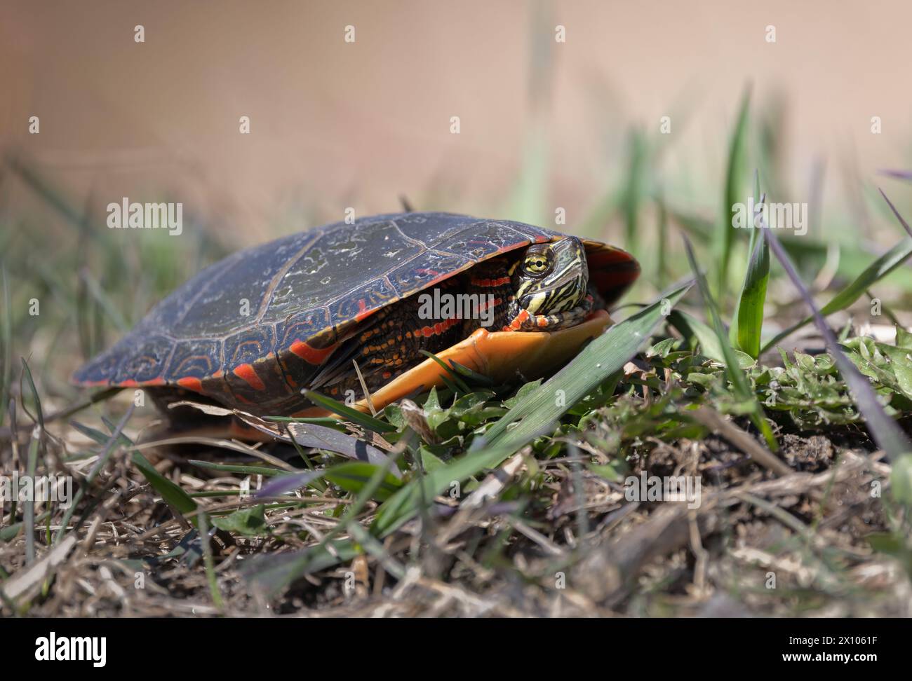 Gemalte Schildkröte Nahaufnahme im Gras im Frühling in Muskoka Stockfoto