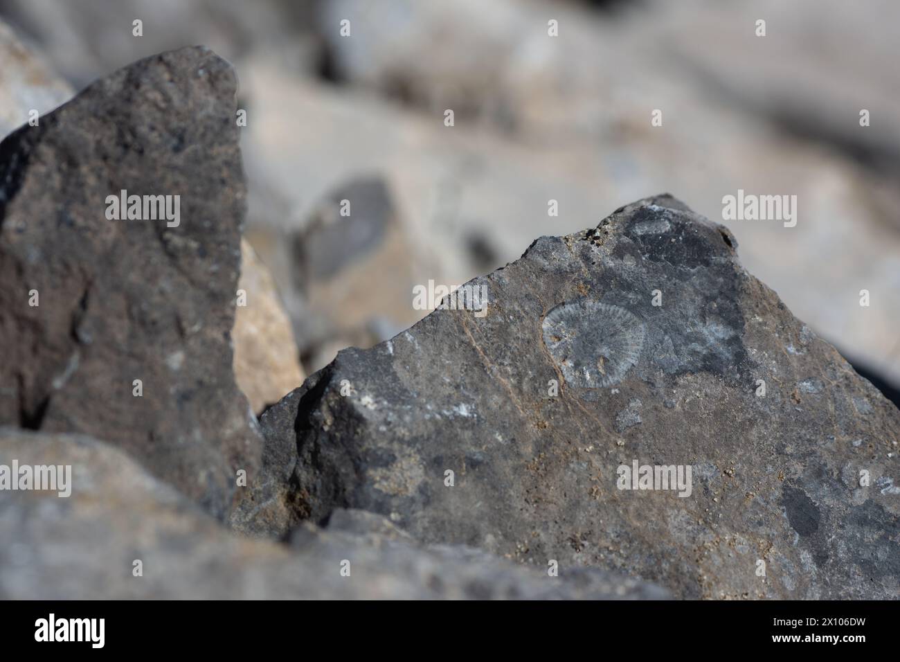 Antike Fossilien in den Felsen nahe dem Gipfel des Roche Miette Mountain im Jasper National Park der Kanadischen Rocky Mountains. Stockfoto