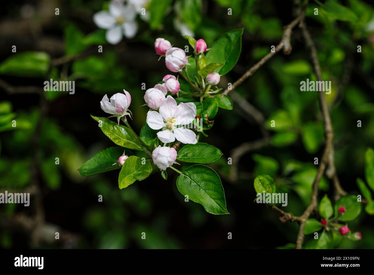 Nahaufnahme der hübschen rosafarbenen und weißen Apfelbäume (Malus domestica) im Frühling in einem Garten in Surrey, Südosten Englands Stockfoto
