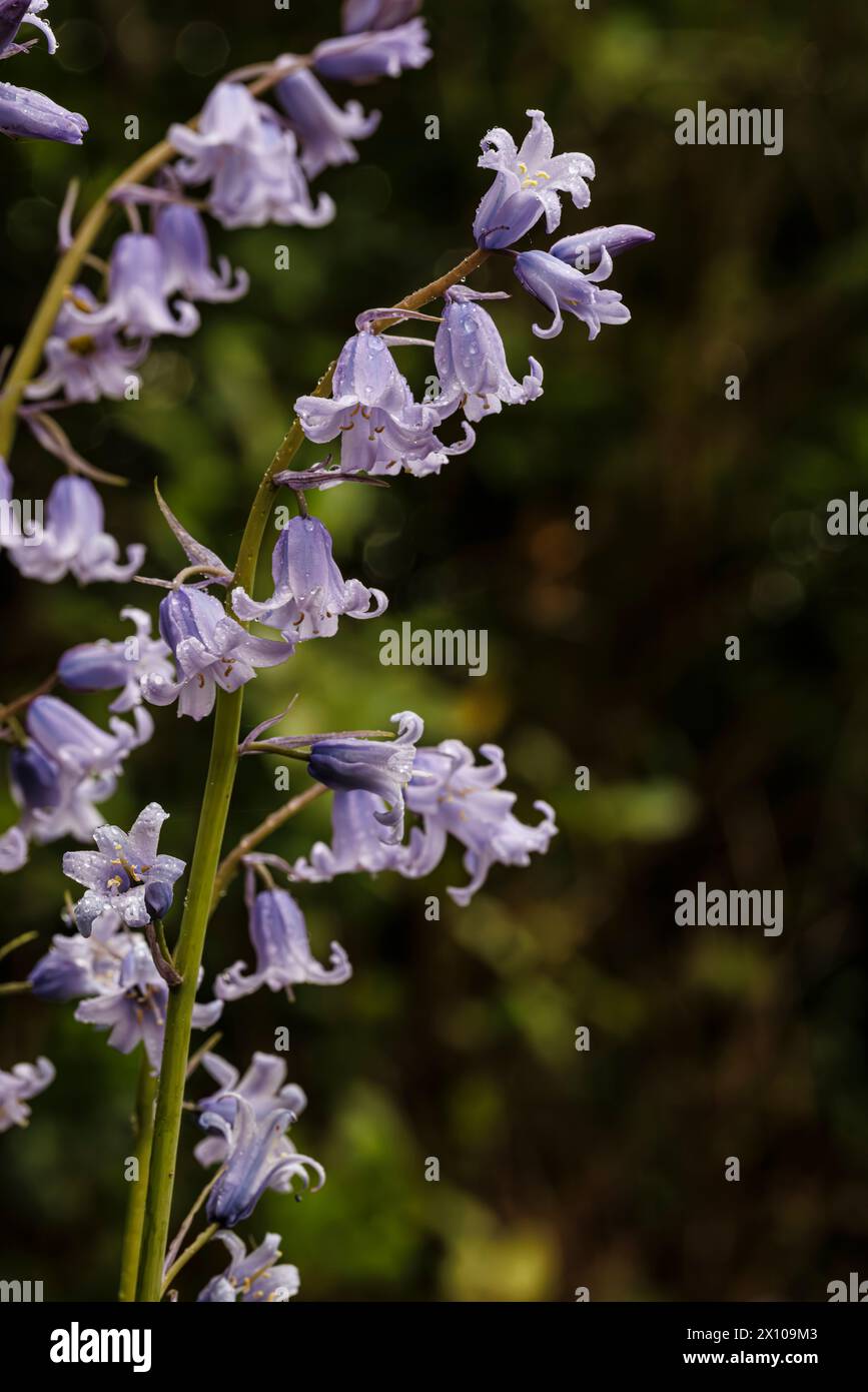 Feuchte Mauven- bis blaue englische Glockenblumen (Hyacinthoides non-scripta) blühen im Frühjahr in Surrey, Südosten Englands Stockfoto