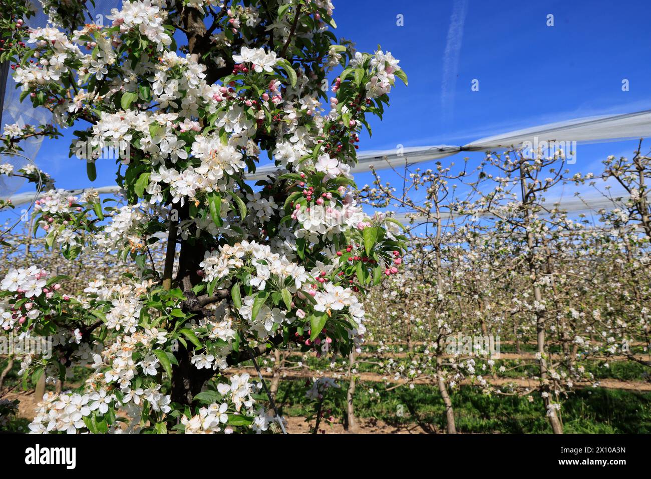 Apfelbäume blühen auf der „Route de la Pomme du Limousin“. Landwirtschaft, Obstbau, Obst, Lebensmittel, Frühling. Limousin, Nou Stockfoto