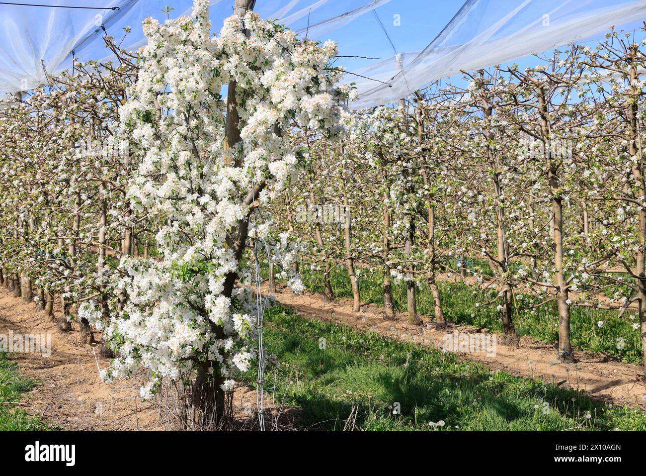 Apfelbäume blühen auf der „Route de la Pomme du Limousin“. Landwirtschaft, Obstbau, Obst, Lebensmittel, Frühling. Limousin, Nou Stockfoto