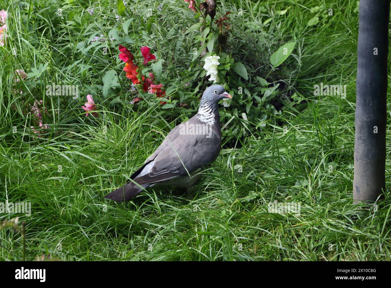 Steintaubenvogel in einer Gartenlegne, Columba Livia domestica Stockfoto
