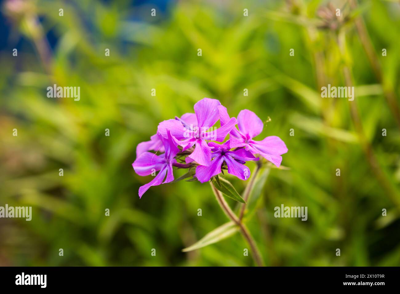Paparazzi jagger Phlox Fliederblume wächst in Südkalifornien ; USA Stockfoto