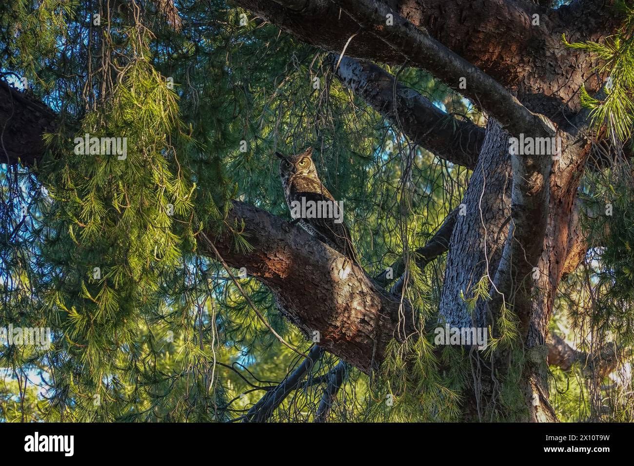 Die Großhorneule Bubo virginianus thronte am frühen Morgen auf einem Baumzweig in ihrem natürlichen Lebensraum in Irvine, Orange County, Kalifornien; USA Stockfoto