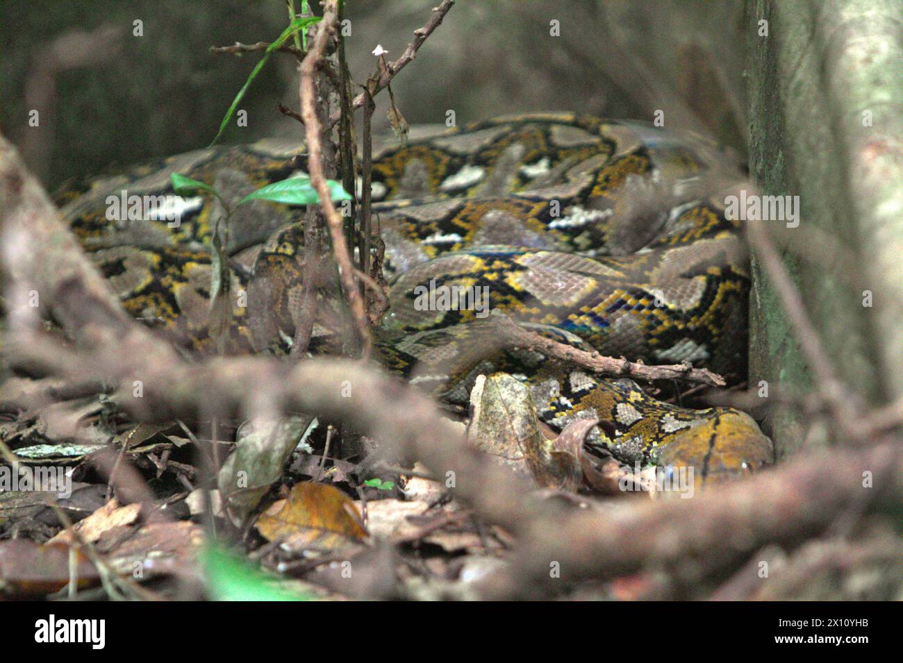 Eine nicht identifizierte Pythonart versteckt sich unter den Wurzeln eines riesigen Feigenbaums im Tangkoko-Wald in Nord-Sulawesi, Indonesien. Der Reptilienreichtum wird wahrscheinlich in den meisten Teilen der Welt mit dem fortschreitenden Klimawandel deutlich abnehmen, so ein Wissenschaftlerteam unter der Leitung von Matthias Biber (Abteilung für Life Science Systeme, School of Life Sciences, Technische Universität München, Freising). „Dieser Effekt war neben erheblichen Auswirkungen auf die Größe, Überlappung und Position der Arten auch bei Echsen, Schlangen und Schildkröten sichtbar“, schrieben sie in einem Artikel vom Mai 2022. Stockfoto