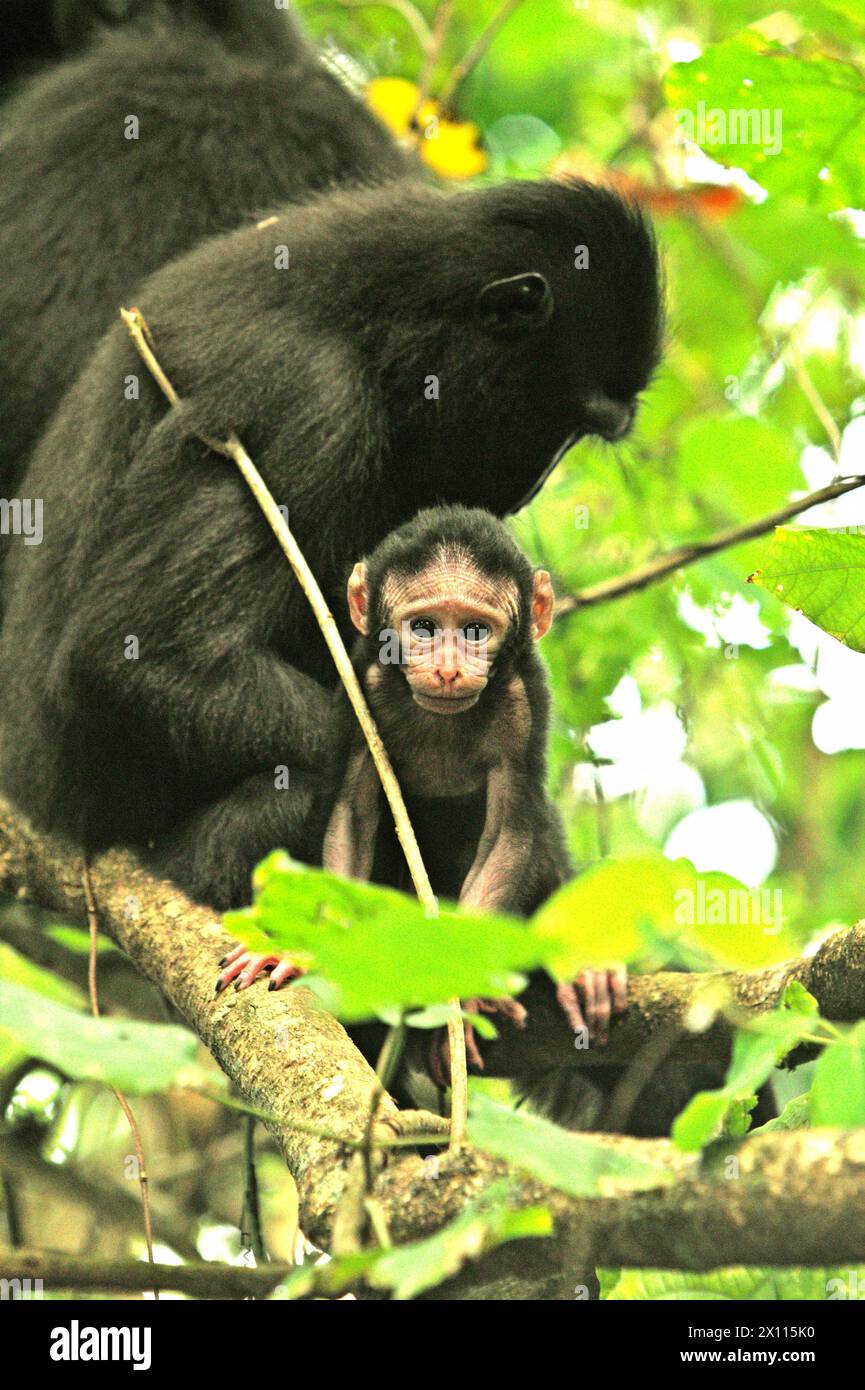 Ein Nachkommen von Haubenmakaken (Macaca nigra) starrt in die Kamera, während es im Tangkoko-Wald in Nord-Sulawesi, Indonesien, fotografiert wird. „Der Klimawandel ist einer der wichtigsten Faktoren, die die biologische Vielfalt weltweit in alarmierender Geschwindigkeit beeinflussen“, so ein Team von Wissenschaftlern unter der Leitung von Antonio acini Vasquez-Aguilar in ihrem Forschungspapier, das erstmals im März 2024 über environ Monit Assete veröffentlicht wurde. Es könnte die geografische Verteilung von Arten, einschließlich Arten, die stark von der Waldbedeckung abhängen, verschieben. Mit anderen Worten, der Klimawandel kann die Habitattauglichkeit von Primatenarten verringern, ... Stockfoto