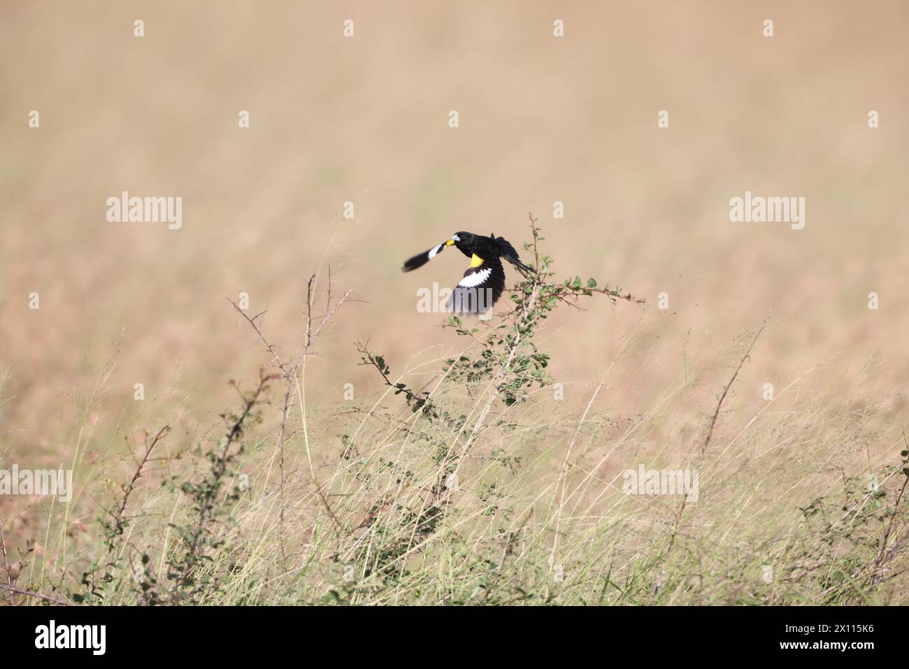 Der Weißflügelwitwe (Euplectes albonotatus) ist eine in Afrika südlich der Sahara heimische Art der Ploceidae. Stockfoto