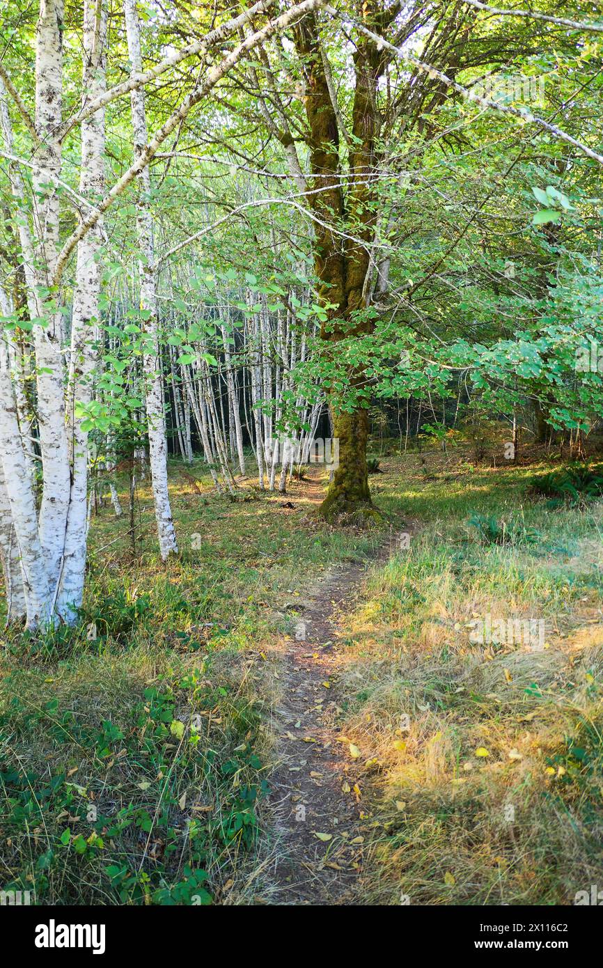 Der Weg beginnt in den Wald zu gehen. Der Beginn des West Elwha Trail im Olympic National Park, Washington State. Stockfoto
