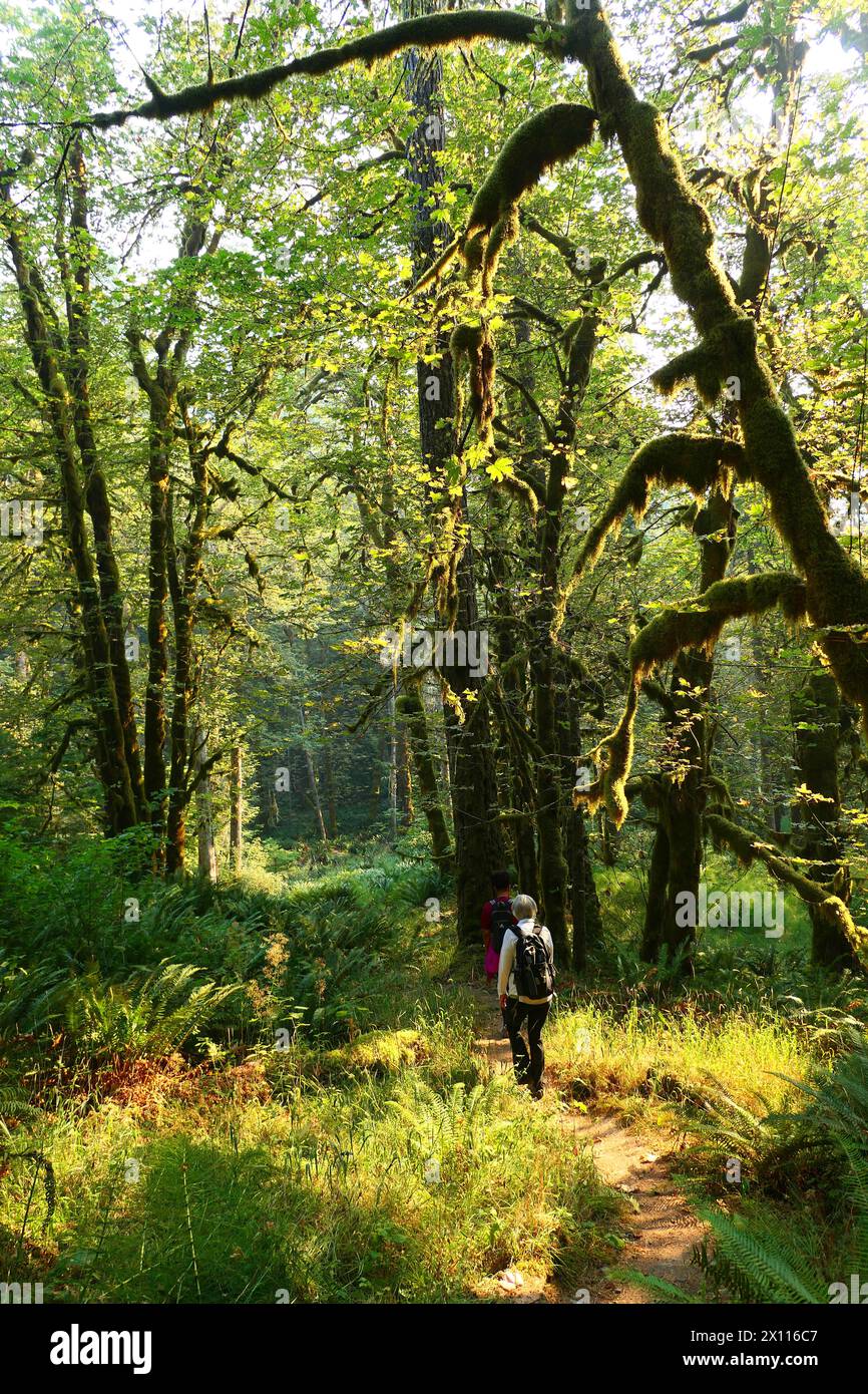 Wandern in einem Regenwald-Wunderland im Olympic National Park im Bundesstaat Washington. Große moosbedeckte Bäume säumen einen wunderschönen Wanderweg. Stockfoto