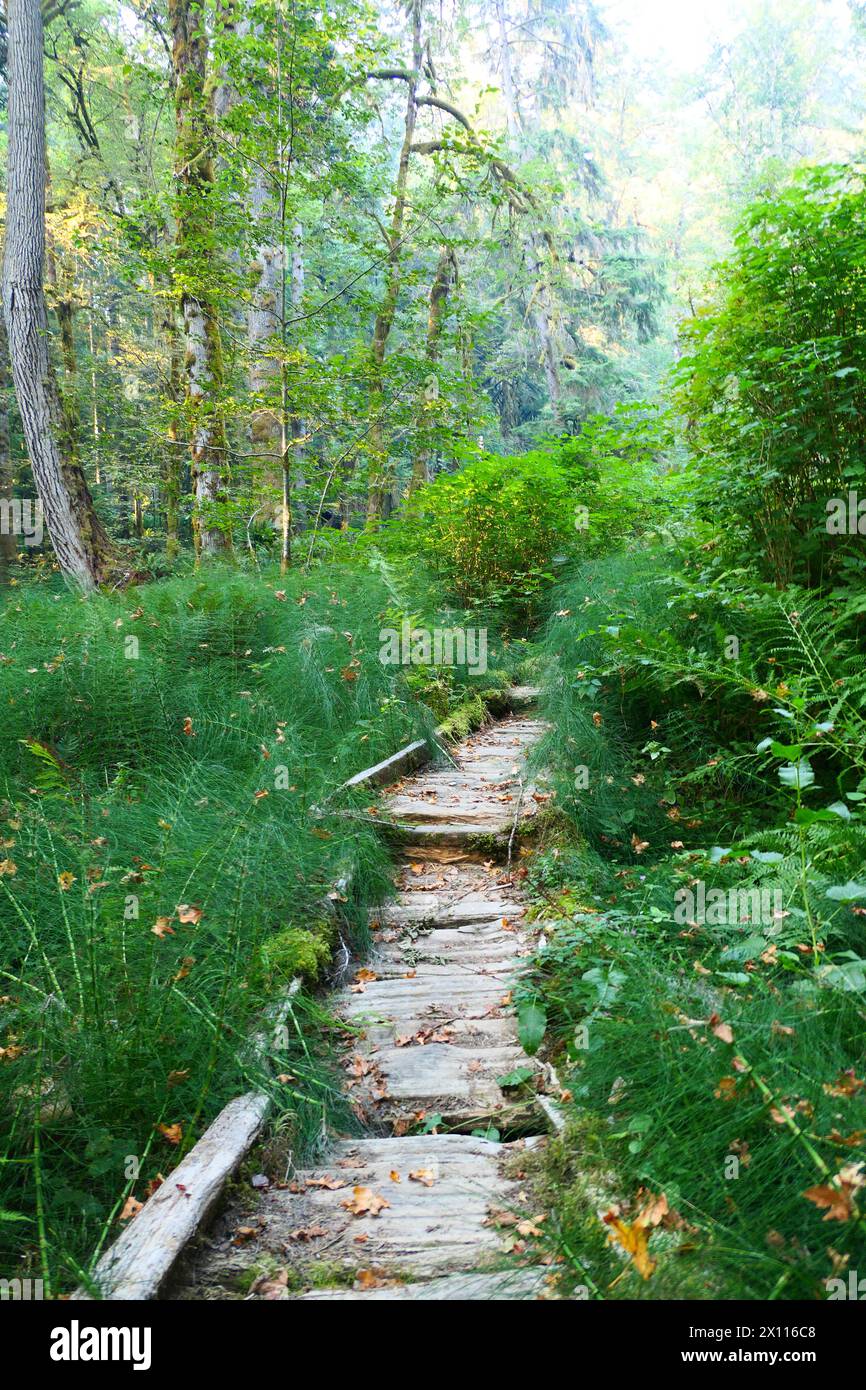 Sehr grüner Wanderweg mit Promenade. Das Hotel befindet sich im Olympic National Park, Elwha Region. Viel Grün! Stockfoto