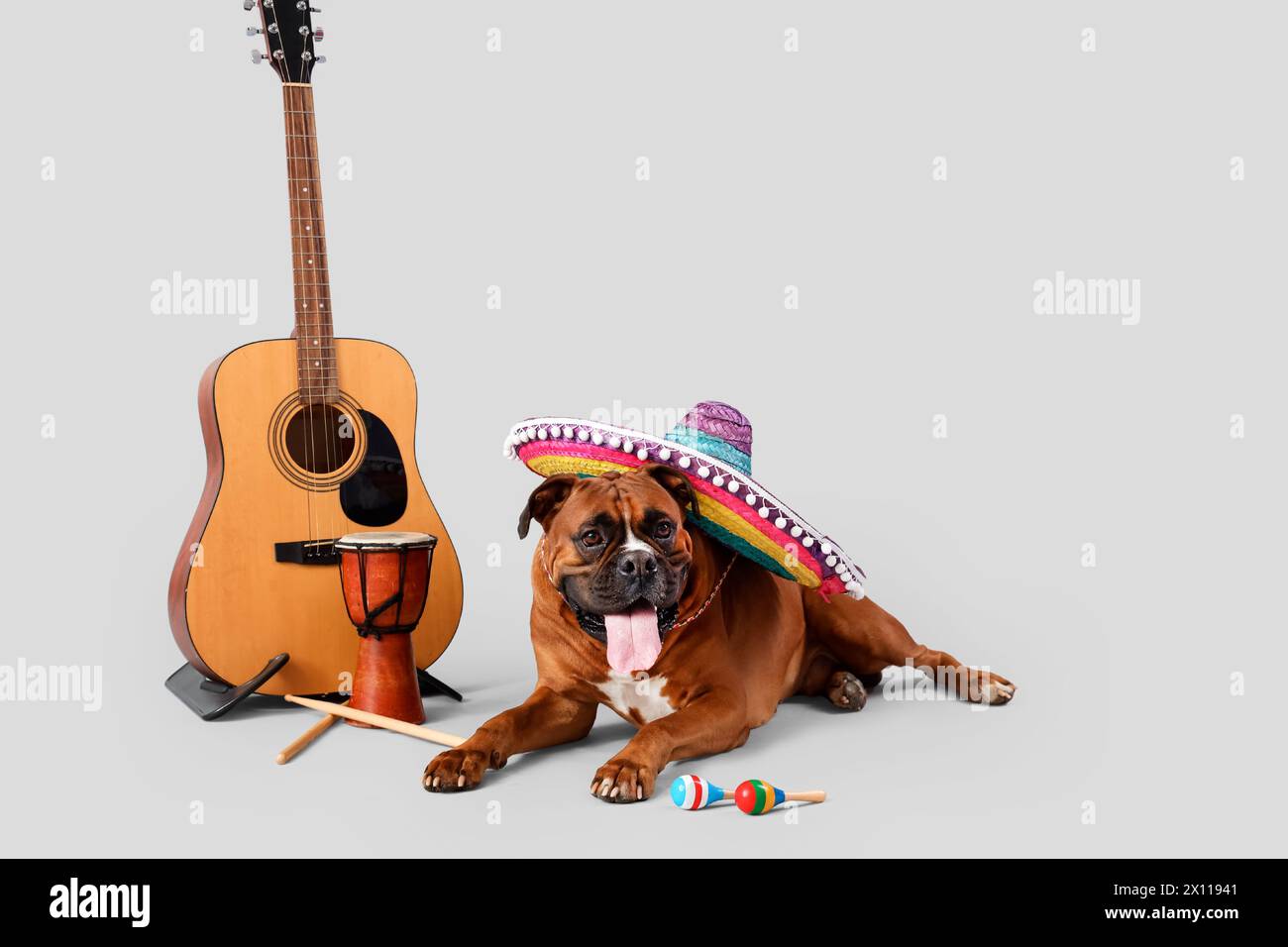 Boxerhund im Sombrero-Hut mit Musikinstrumenten auf hellem Hintergrund Stockfoto