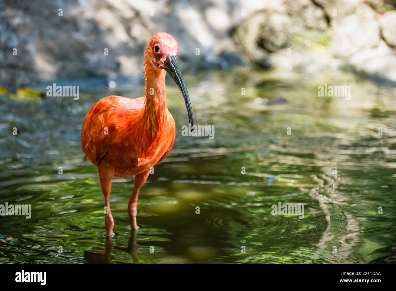 Lebendiges Scarlet Ibis in Tropical Wetlands: Exotischer Moment zur Vogelbeobachtung. Scarlet ibis oder Eudocimus ruber ist der Nationalvogel von Trinidad und Tobago Stockfoto