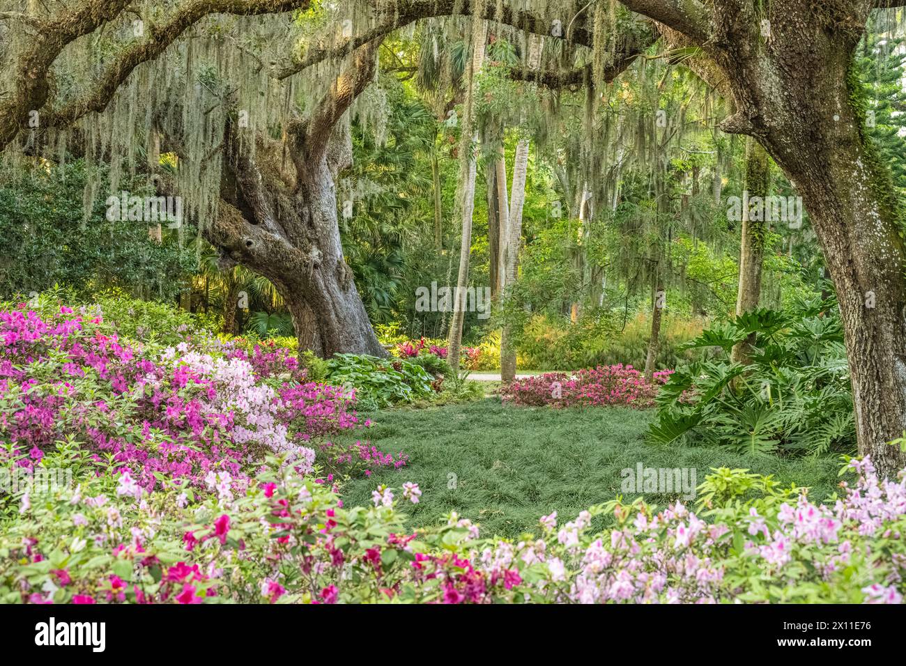 Schöne formelle Gärten mit blühenden Azaleen im Washington Oaks Gardens State Park in Palm Coast, Florida. (USA) Stockfoto