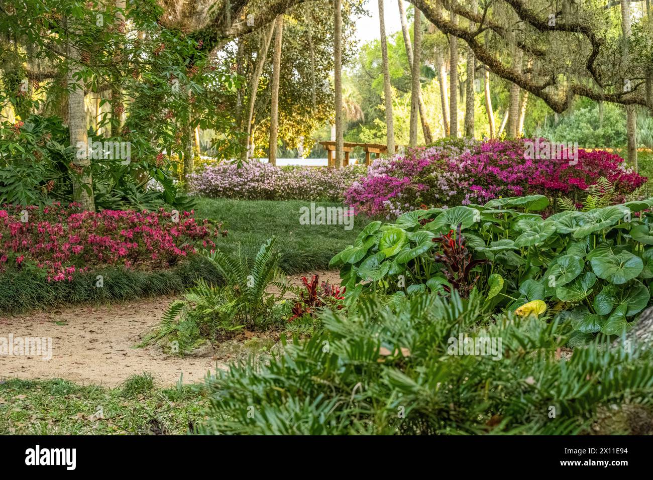 Schöne formelle Gärten mit blühenden Azaleen im Washington Oaks Gardens State Park in Palm Coast, Florida. (USA) Stockfoto