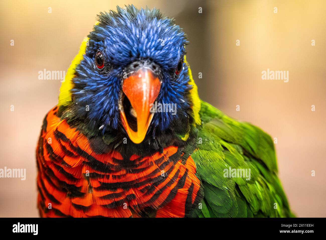 Coconut lorikeet (Trichoglossus haematodus) im Birmingham Zoo in Birmingham, Alabama. (USA) Stockfoto