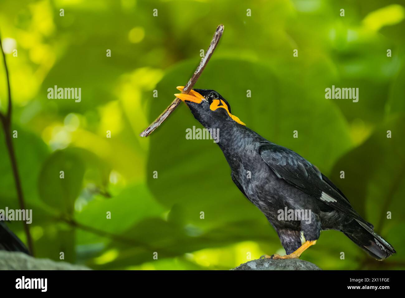 Nahaufnahme von Common Hill Myna Gracula religiosa intermedia, isoliert auf Naturhintergrund. Der gemeinsame Hügel Myna Gracula religiosa und einfach bekannt als t Stockfoto