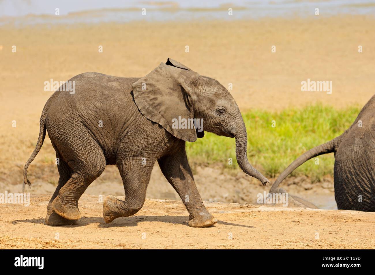 Ein süßer afrikanischer Elefant (Loxodonta africana), Kruger-Nationalpark, Südafrika Stockfoto