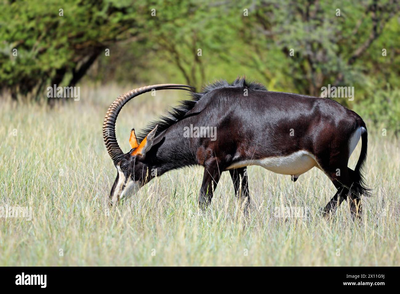 Ein prächtiger Zabenantilopenbulle (Hippotragus niger) in natürlichem Lebensraum, Mokala Nationalpark, Südafrika Stockfoto