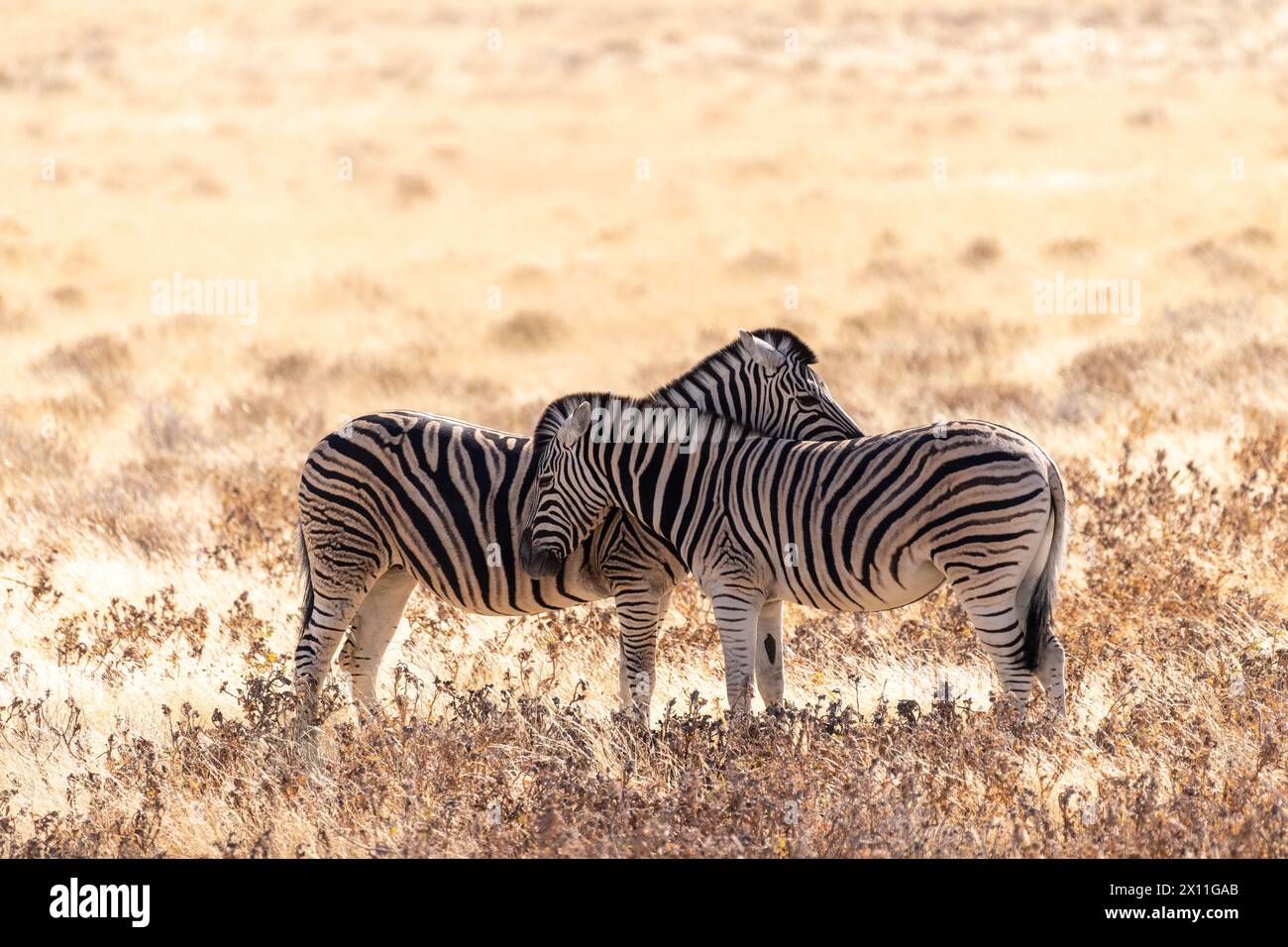 Tele-Aufnahme von zwei Burchell's Plains Zebras, Equus quagga burchelli, die sich in den Ebenen des Etosha National Park, Namibia, umarmen. Stockfoto