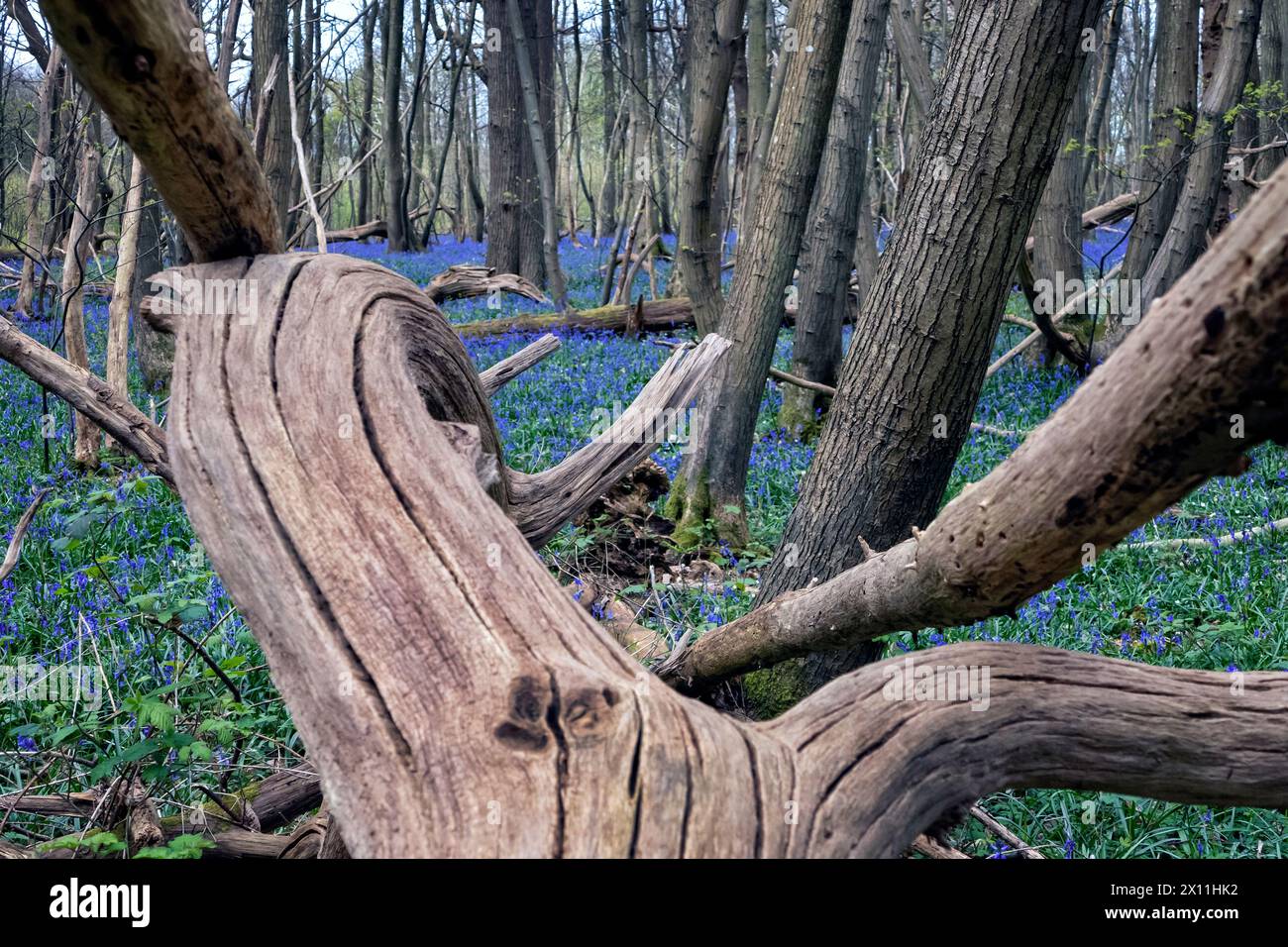 Blauglocken blühen im Wald am Pilgrims Way bei Canterbury Kent UK Stockfoto