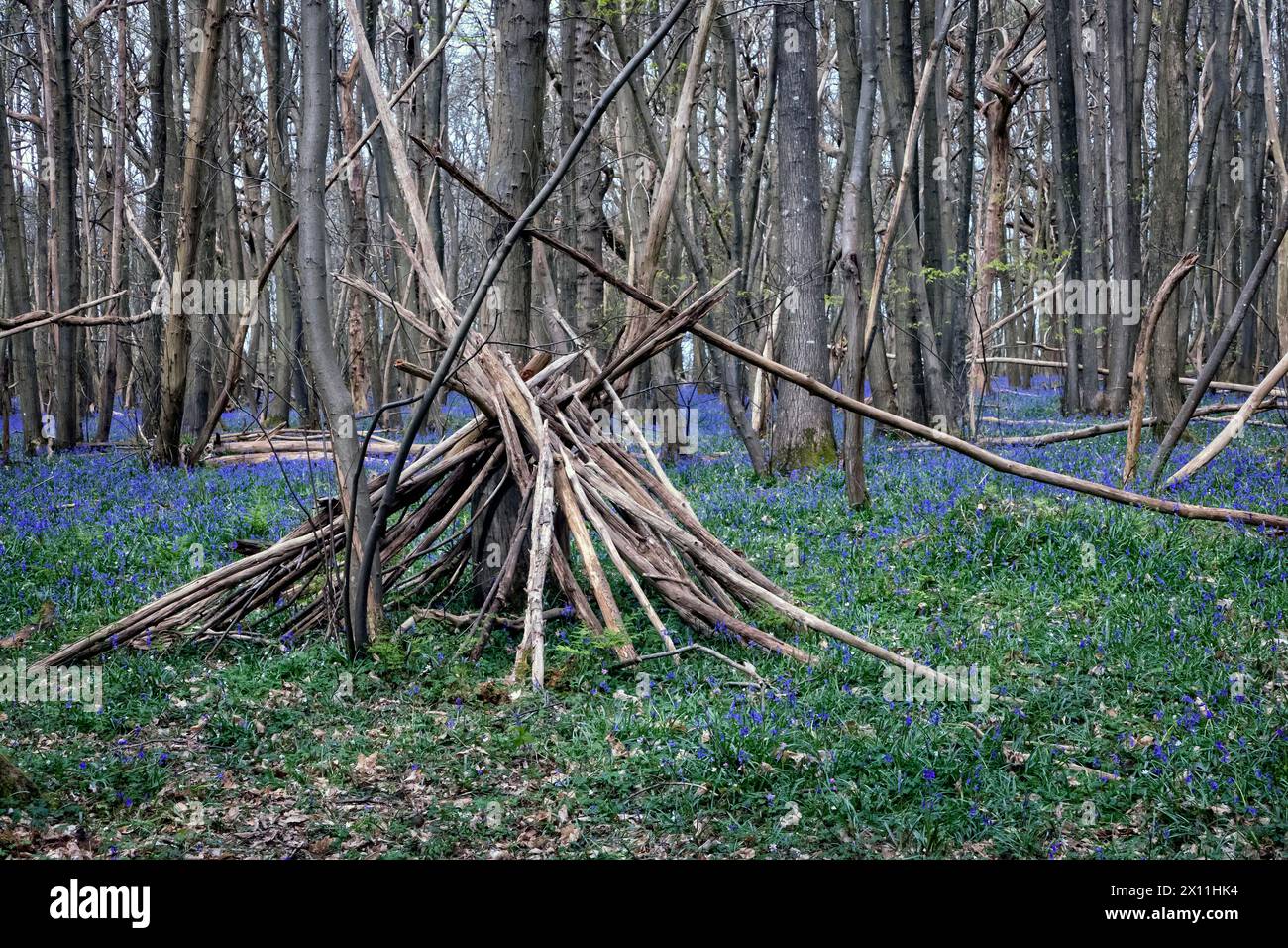 Wigmam in einem Bluebell-Wald am Pilgrims Way bei Canterbury Kent UK Stockfoto