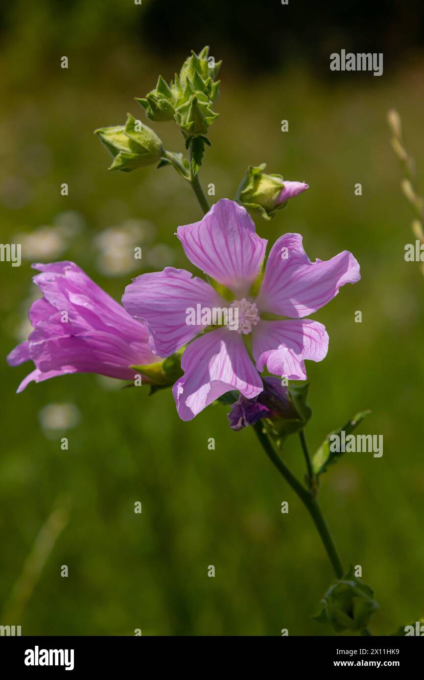 Blume Nahaufnahme von Malva alcea Greater Moschus, geschnitten blättrig, Vervain oder Hollyhock Mallow, auf weichem unscharfen grünen Grashintergrund. Stockfoto