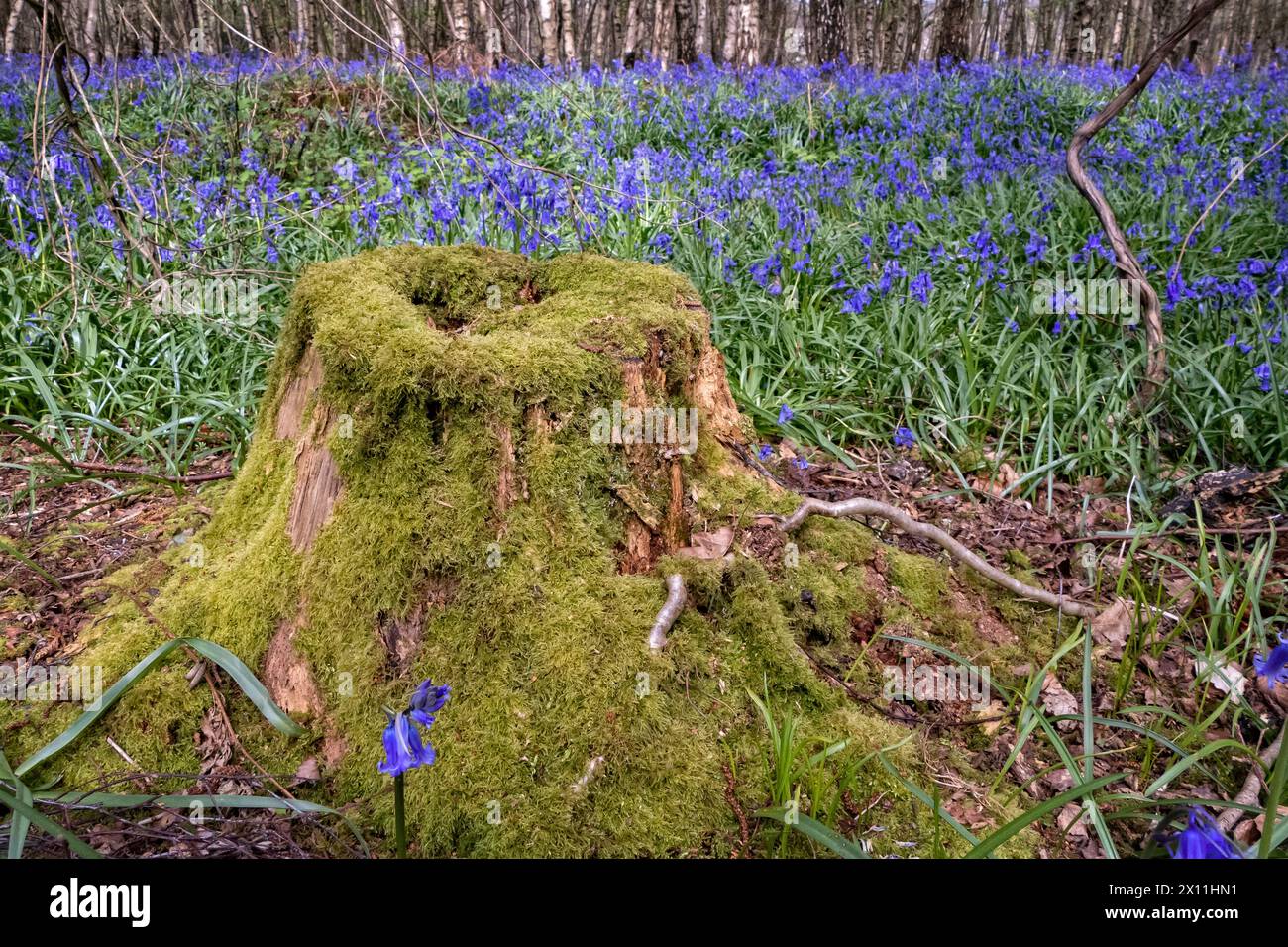 Blauglocken blühen im Wald am Pilgrims Way bei Canterbury Kent UK Stockfoto