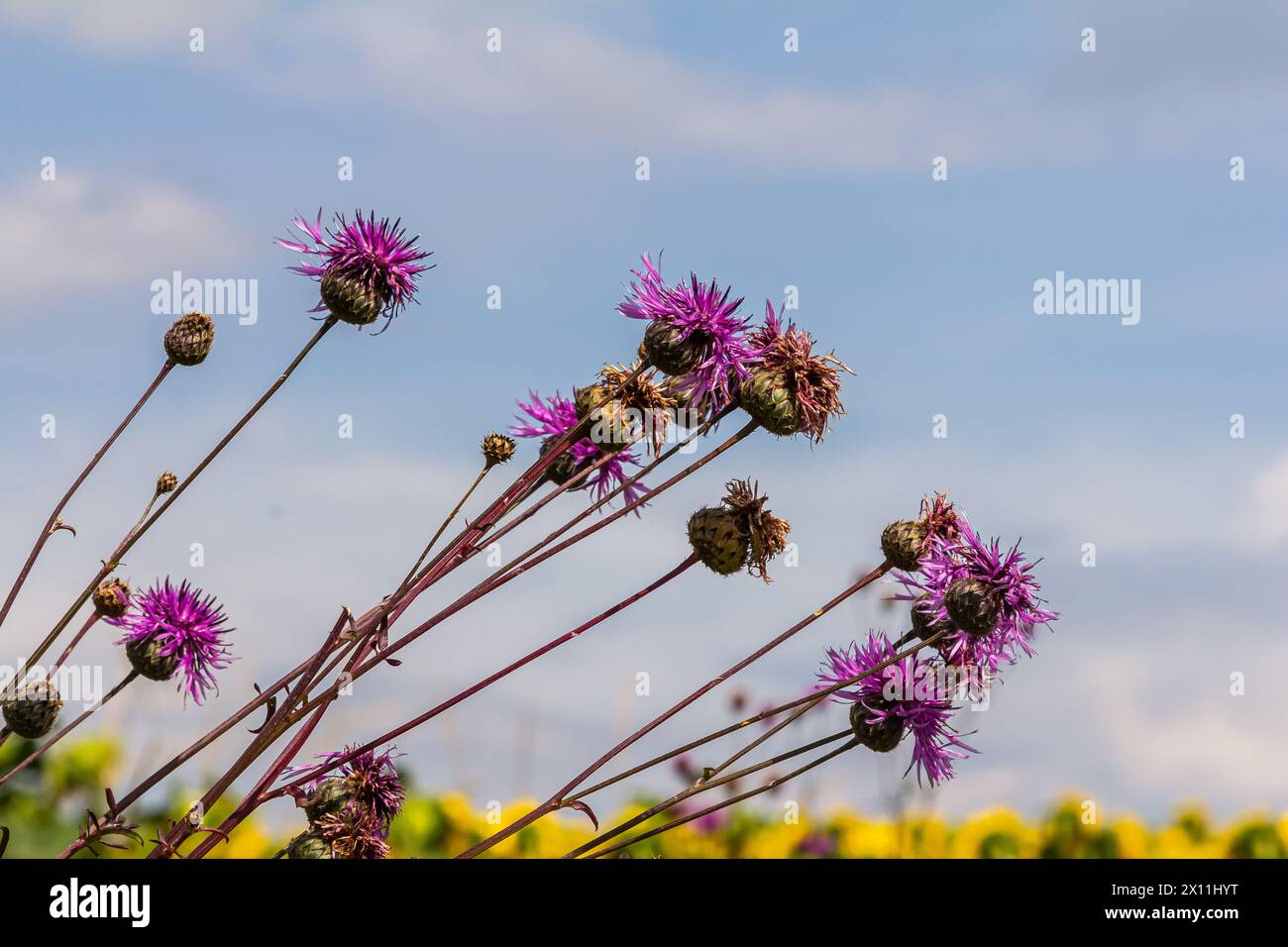 Centaurea scabiosa subsp. Apiculata, Centaurea apiculata, Asteraceae. Wilde Pflanze im Sommer. Stockfoto