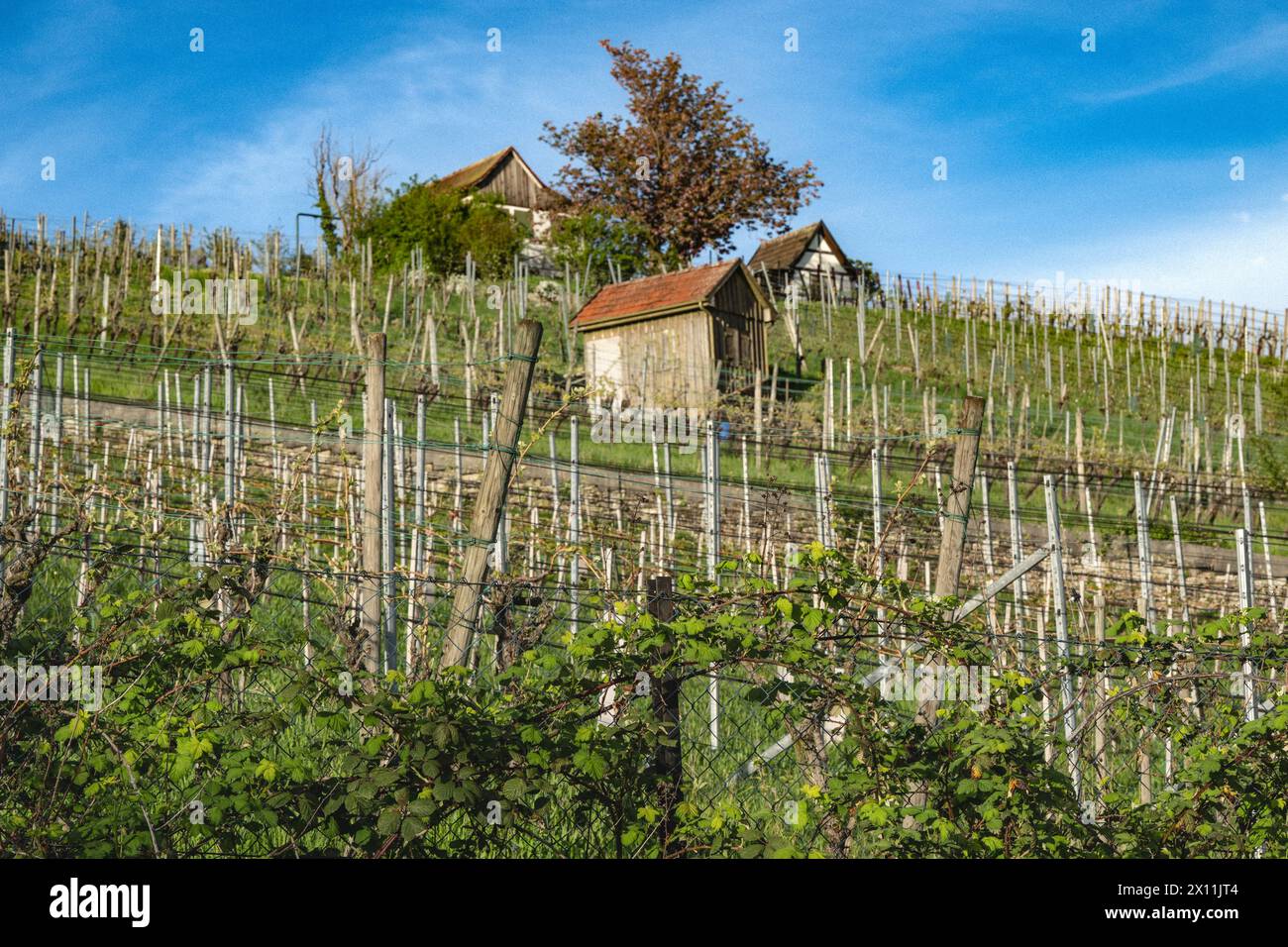 : Hütten im Weinberg - Blick über einen Zaun auf die grüne Natur in Süddeutschland. Stockfoto