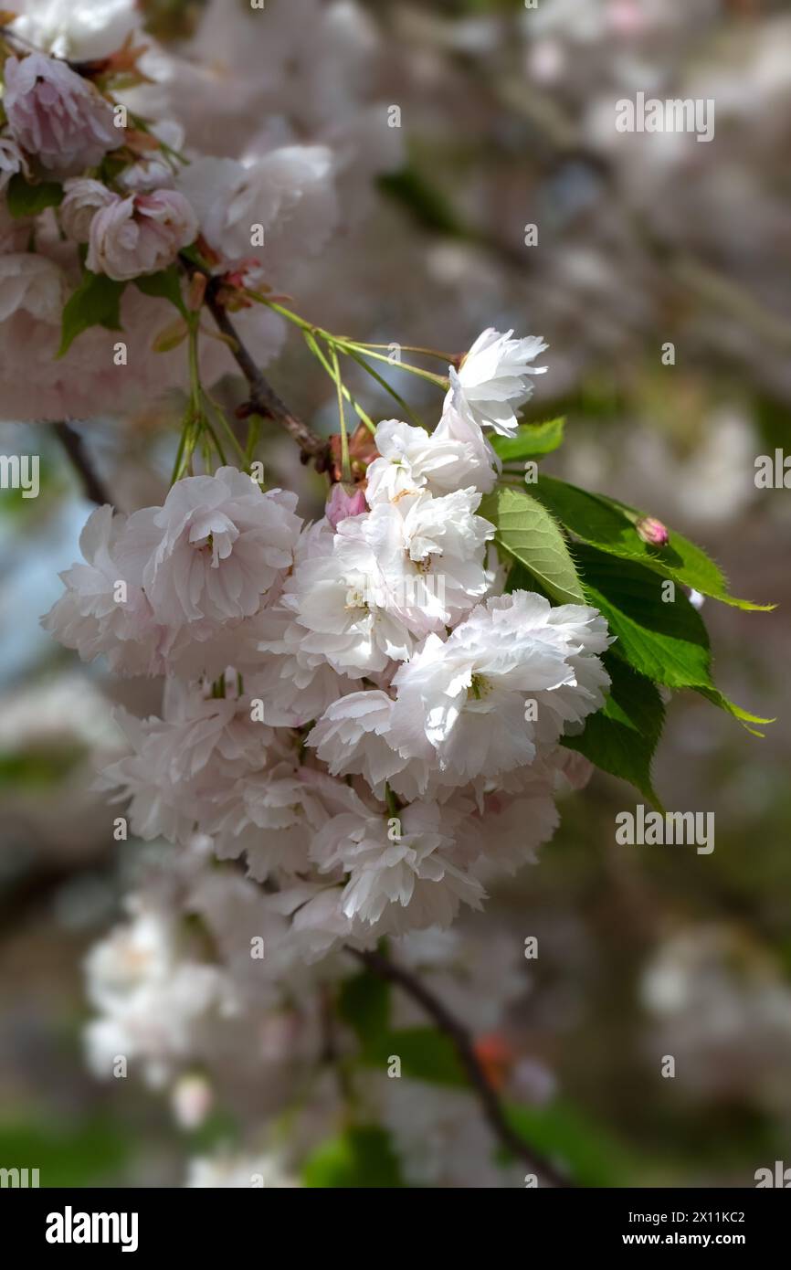 Nahaufnahme der Blüte von Prunus 'Shogetsu' in einem Garten im Frühling Stockfoto