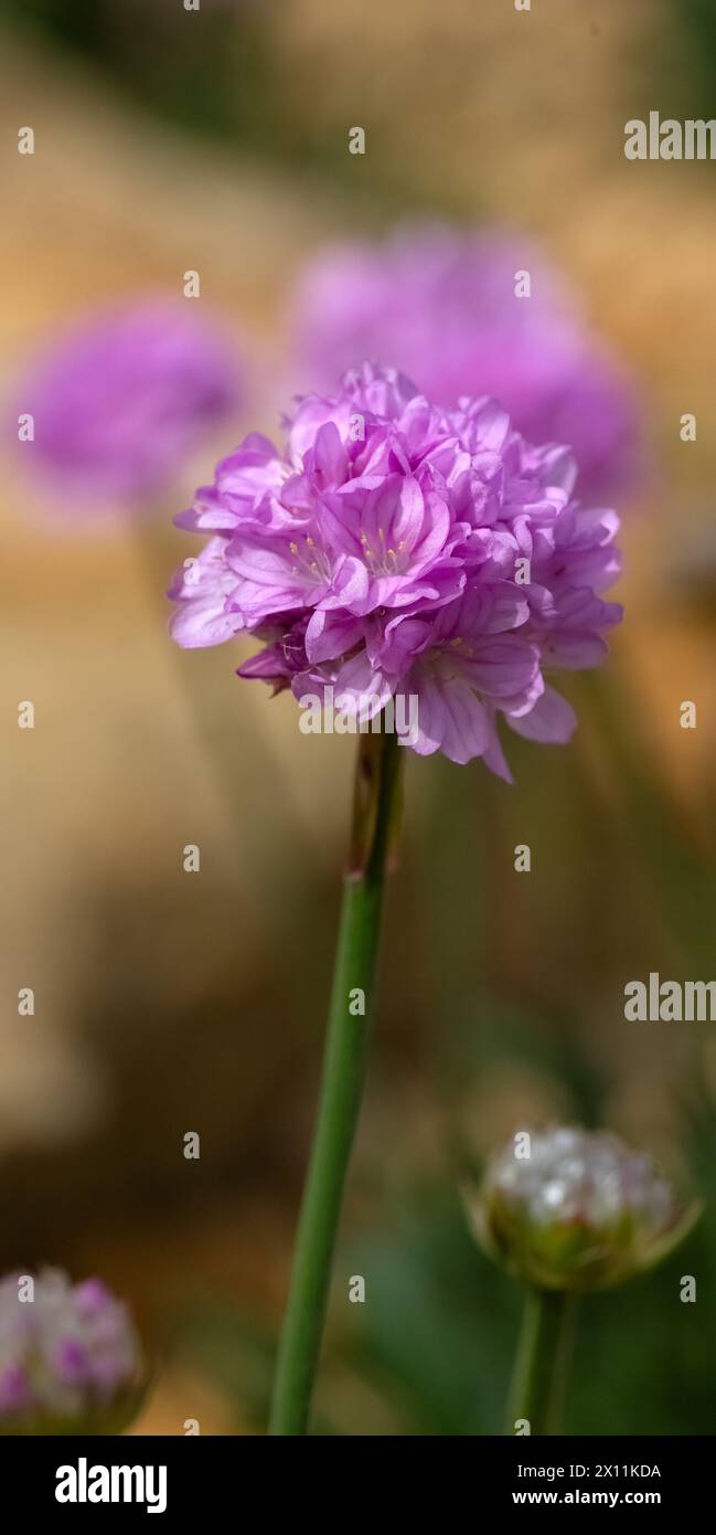 Aufrechtes Panorama der Blume von Armeria Pseudarmeria 'Daydream' in einem Garten im Frühling Stockfoto