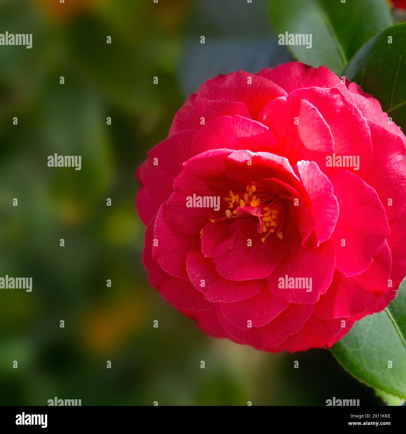 Nahaufnahme einer Blume der Kamelie x williamsii 'Nelke' in einem Garten im Frühling Stockfoto
