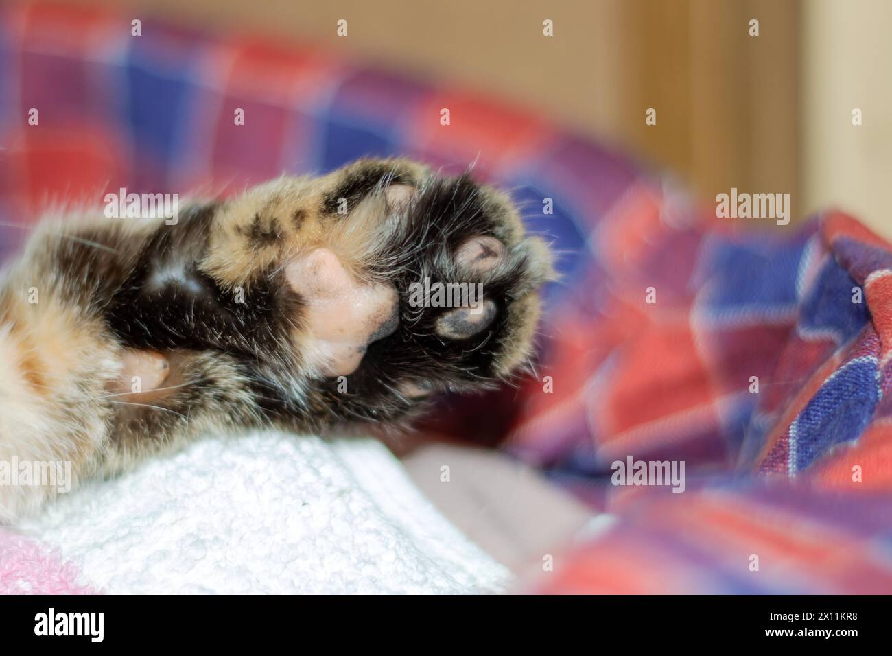 Makrofotografie einer Felidaes-Pfote mit Whiskern auf einer Decke Stockfoto