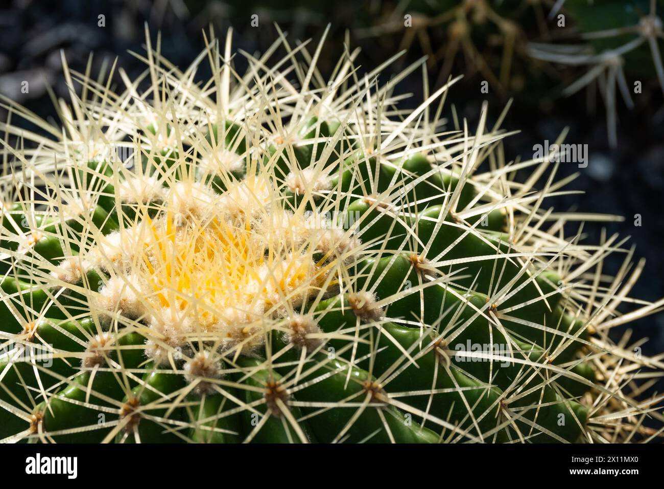 Echinocactus grusonii oder Kroenleinia grusonii, besser bekannt als der goldene Fasskaktus oder goldene Kugel oder Schwiegermutterkissen, ist eine Art von Fass Stockfoto