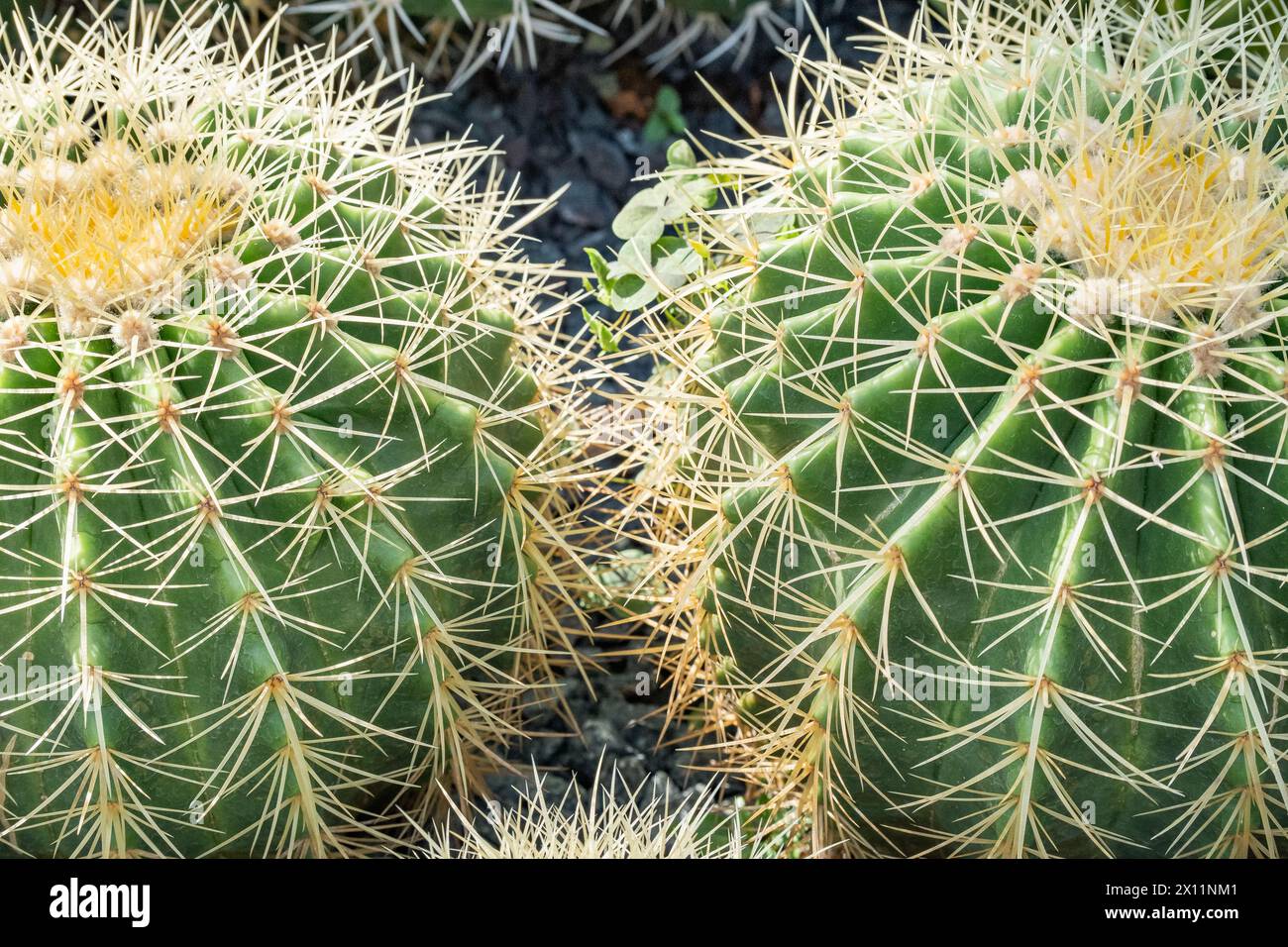 Echinocactus grusonii oder Kroenleinia grusonii, besser bekannt als der goldene Fasskaktus oder goldene Kugel oder Schwiegermutterkissen, ist eine Art von Fass Stockfoto