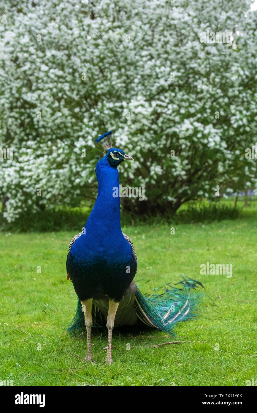 Blauer Pfau im Waldbotanischen Garten Köln. Der Blaue Pfau (Pavo cristatus) ist eine Vogelart aus der Familie der Fasane (Phasianidae) Stockfoto