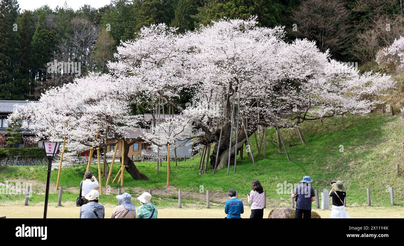 Flowers of Prunus itosakura (called Garyuzakura), a wild species of cherry trees native to Japan, are in full bloom in Takayama City, Gifu Prefecture on April 15, 2024. Garyuzakura is a nationally designated natural monument and was named because its trunk and branches resemble the shape of a reclining dragon. This is a large Edohigan cherry tree that is 1100 years old and is one of Japan's most famous trees.( The Yomiuri Shimbun via AP Images ) Stockfoto