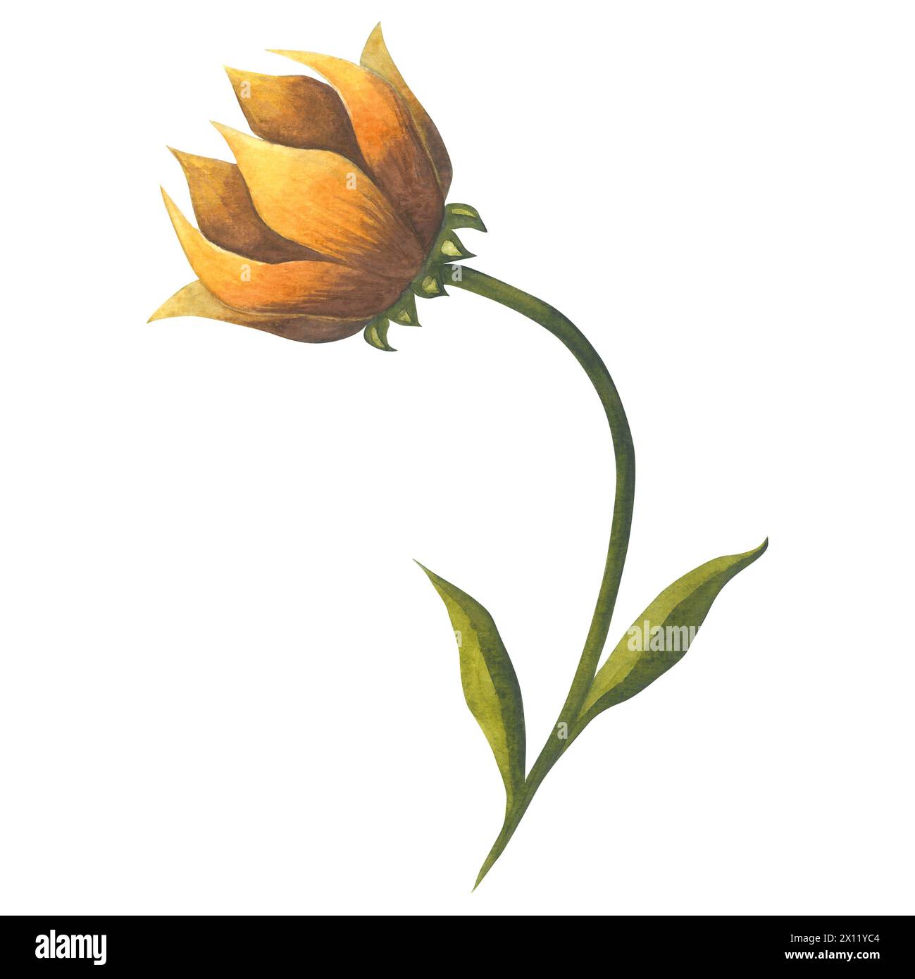 Aquarellillustration einer gelben Tulpe im Retro-Stil. Handgezeichnet isoliert auf weißem Hintergrund Stockfoto