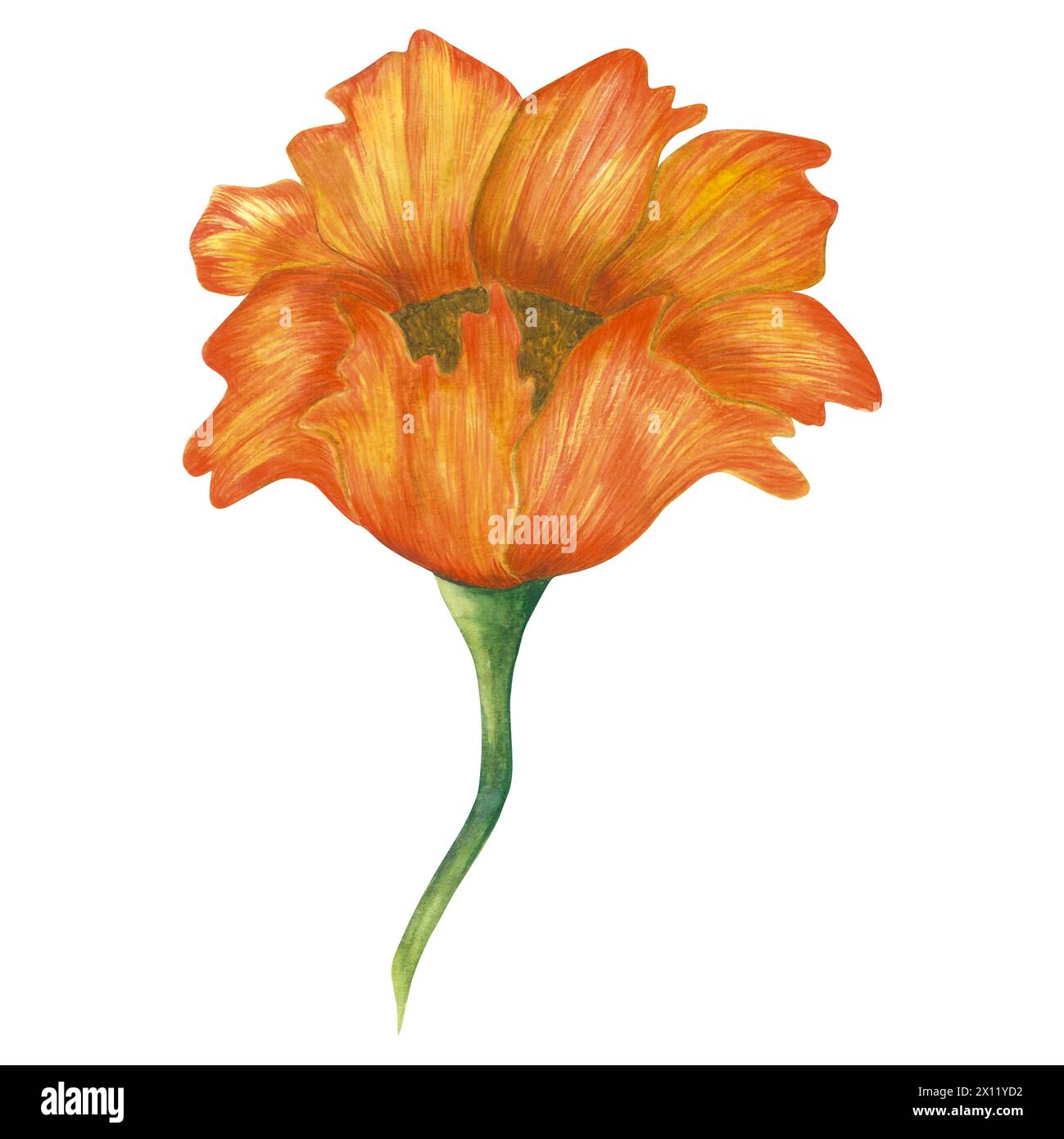 Aquarellabbildung einer gelben Pfingstrose. Handgezeichnet isoliert auf weißem Hintergrund Stockfoto