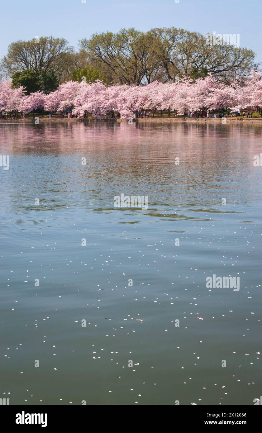 Das Tidal Basin on the Mall beim National Cherry Blossom Festival in Washington D.C., USA Stockfoto