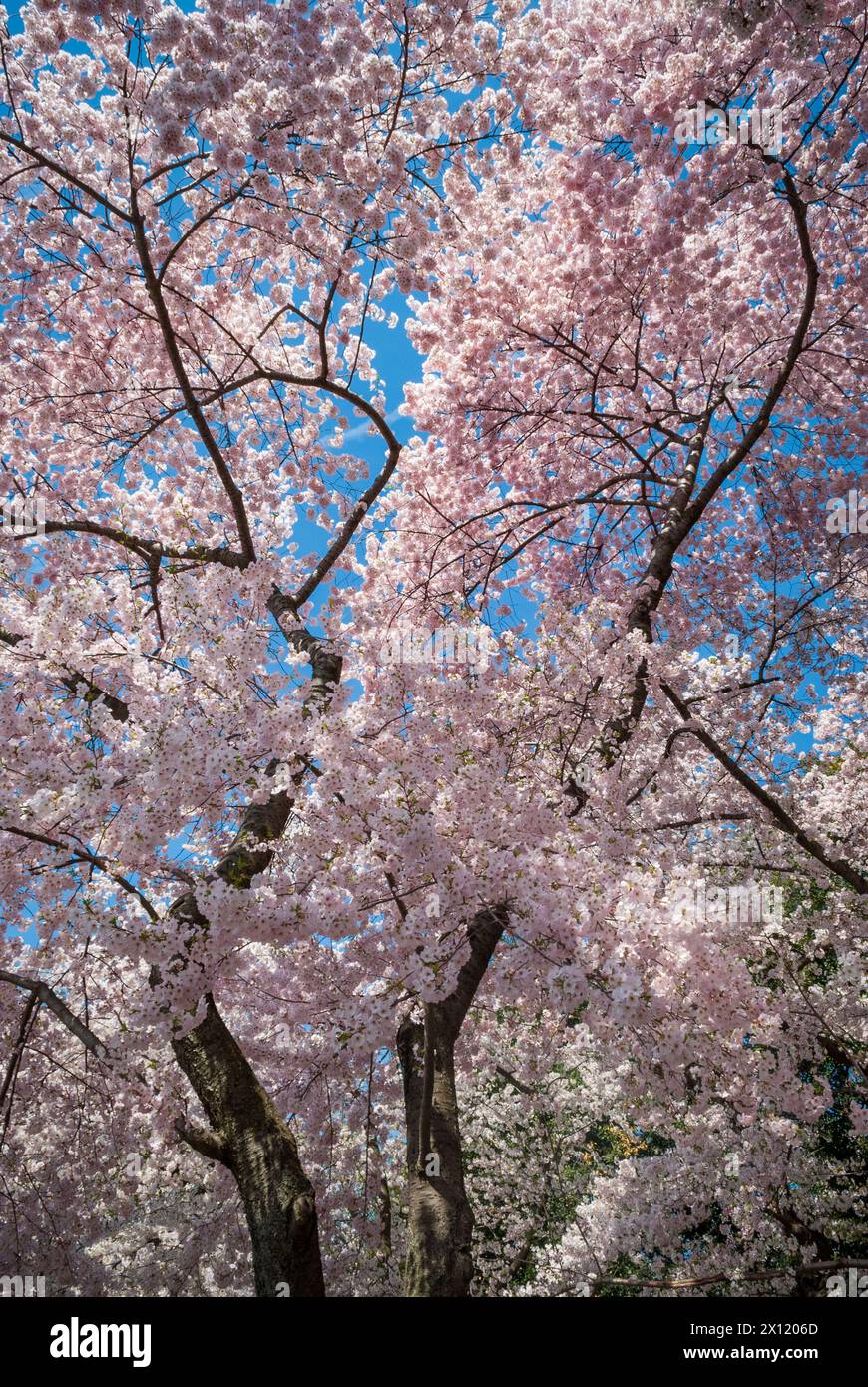 Das Tidal Basin on the Mall beim National Cherry Blossom Festival in Washington D.C., USA Stockfoto