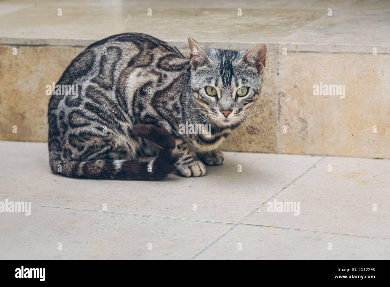 Reinrassige silberne bengalische Katze posiert im Freien Stockfoto