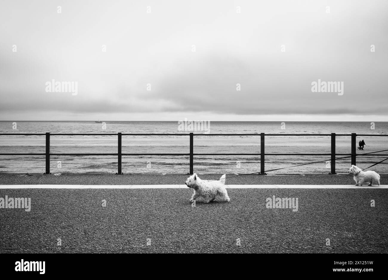 Zwei scottie Dogs laufen auf langen Spuren in Bridlington, Yorkshire Stockfoto